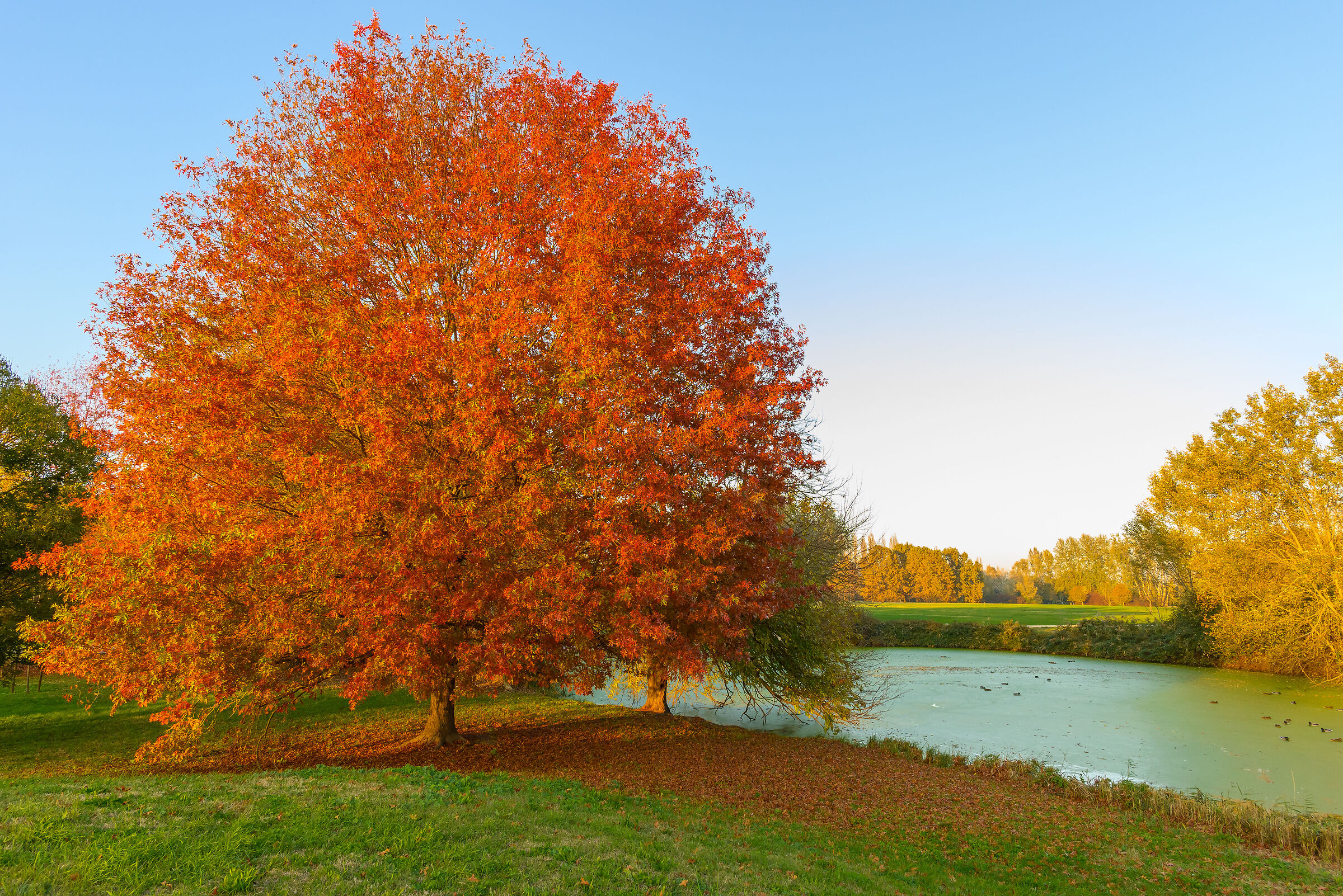 Autumn... around the urban park of Ferrara
