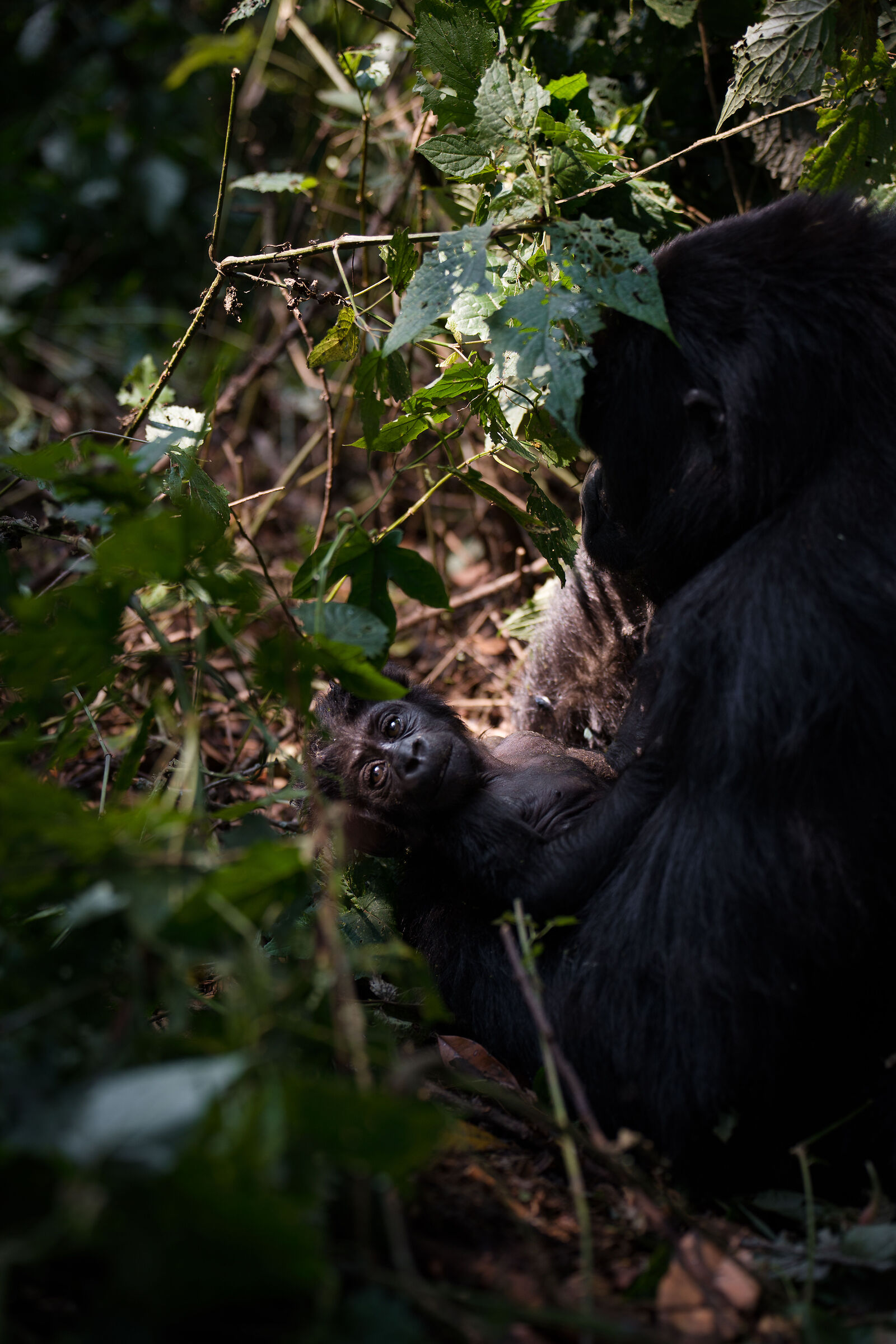 Uganda, gorilla di montagna