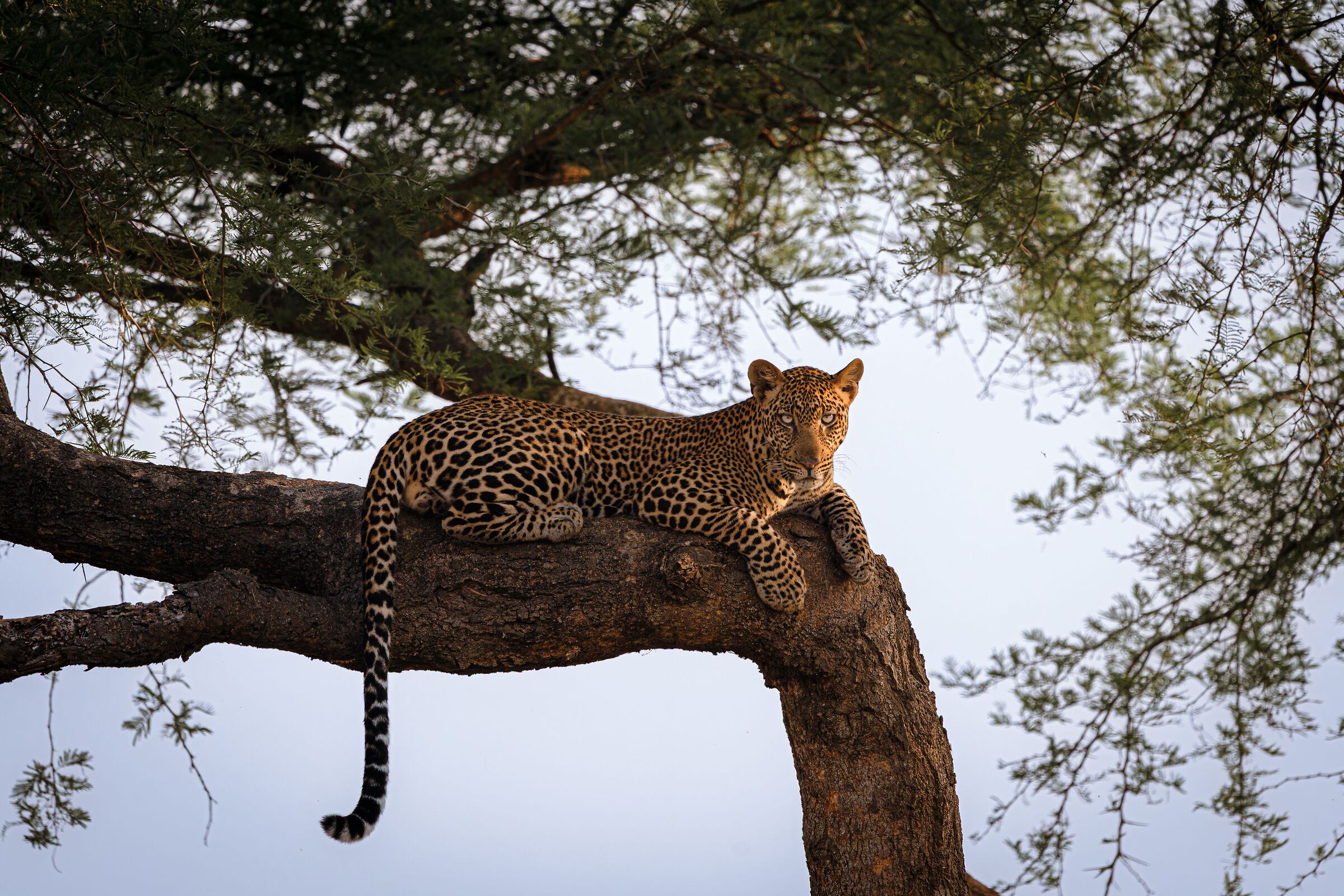 Il primo leopardo non si scorda mai