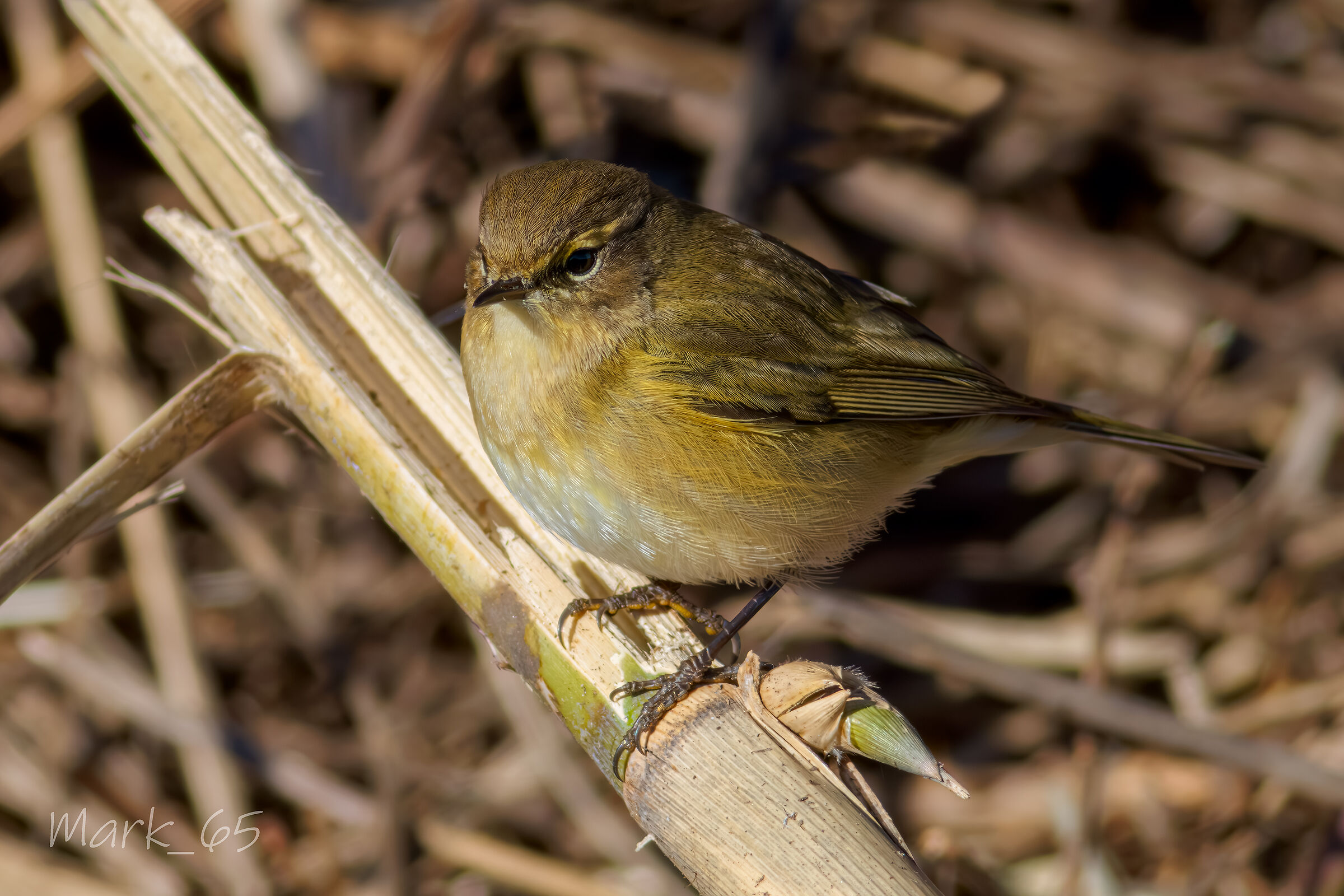 Little warbler