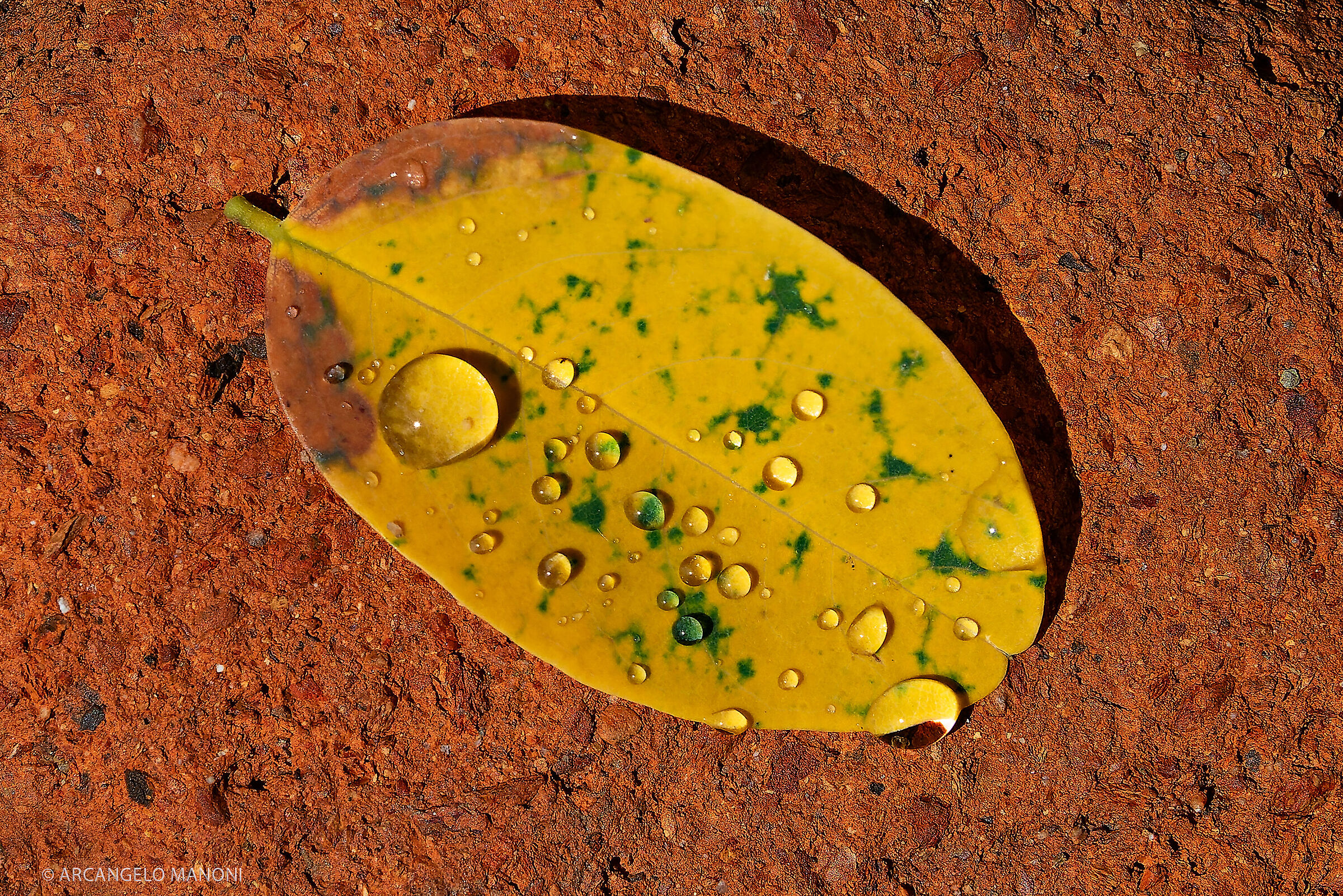 Gocce su foglia su sasso