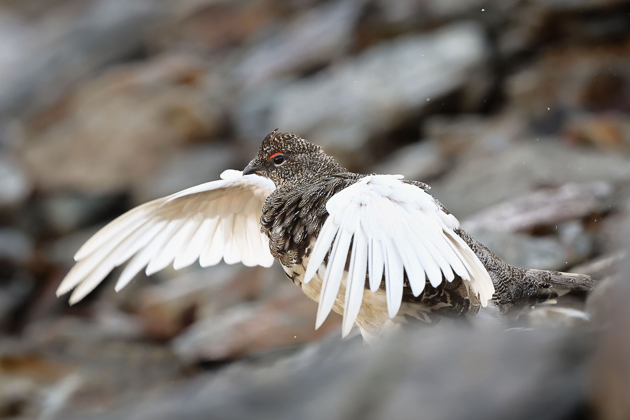 White ptarmigan in summer dress