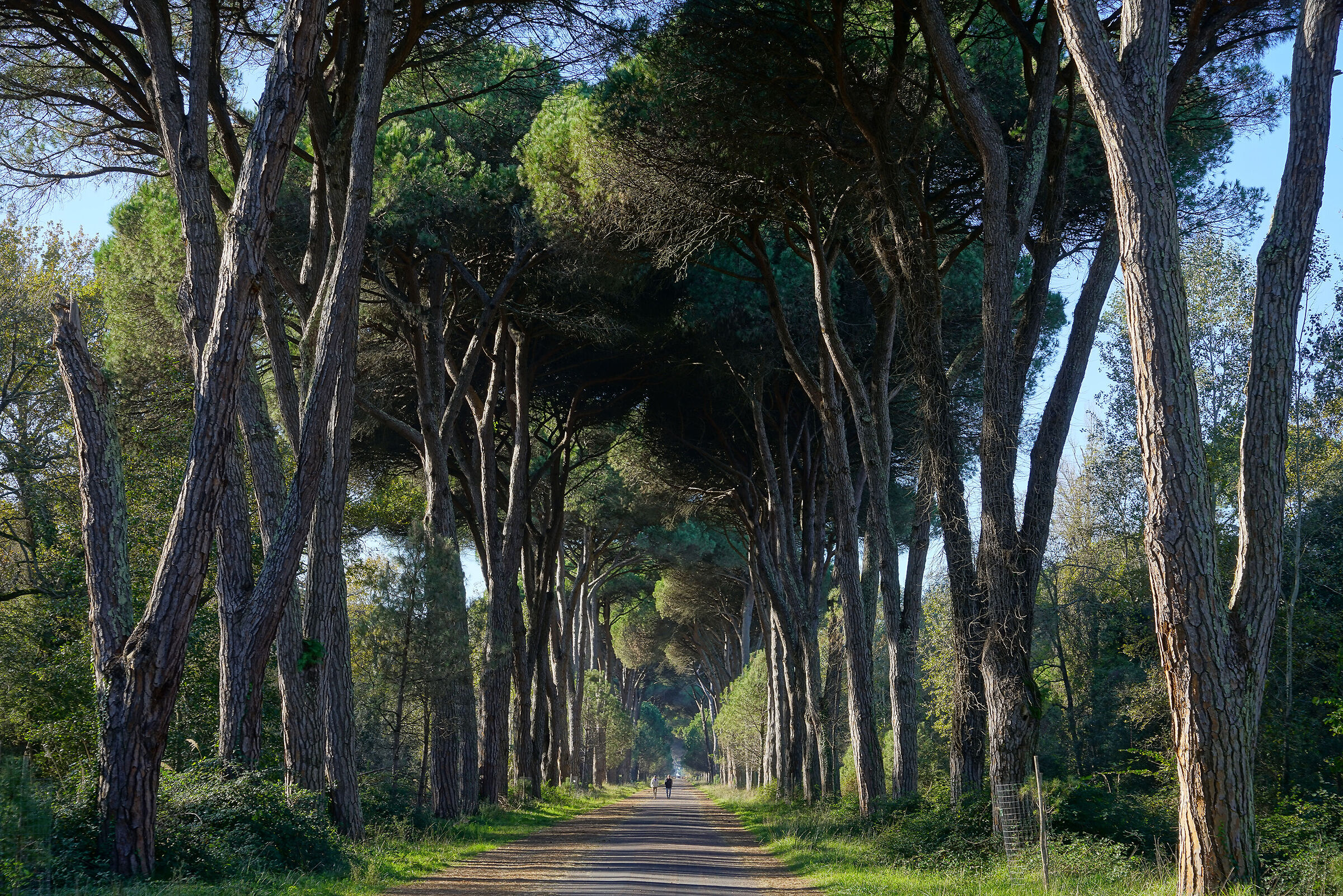 San Rossore