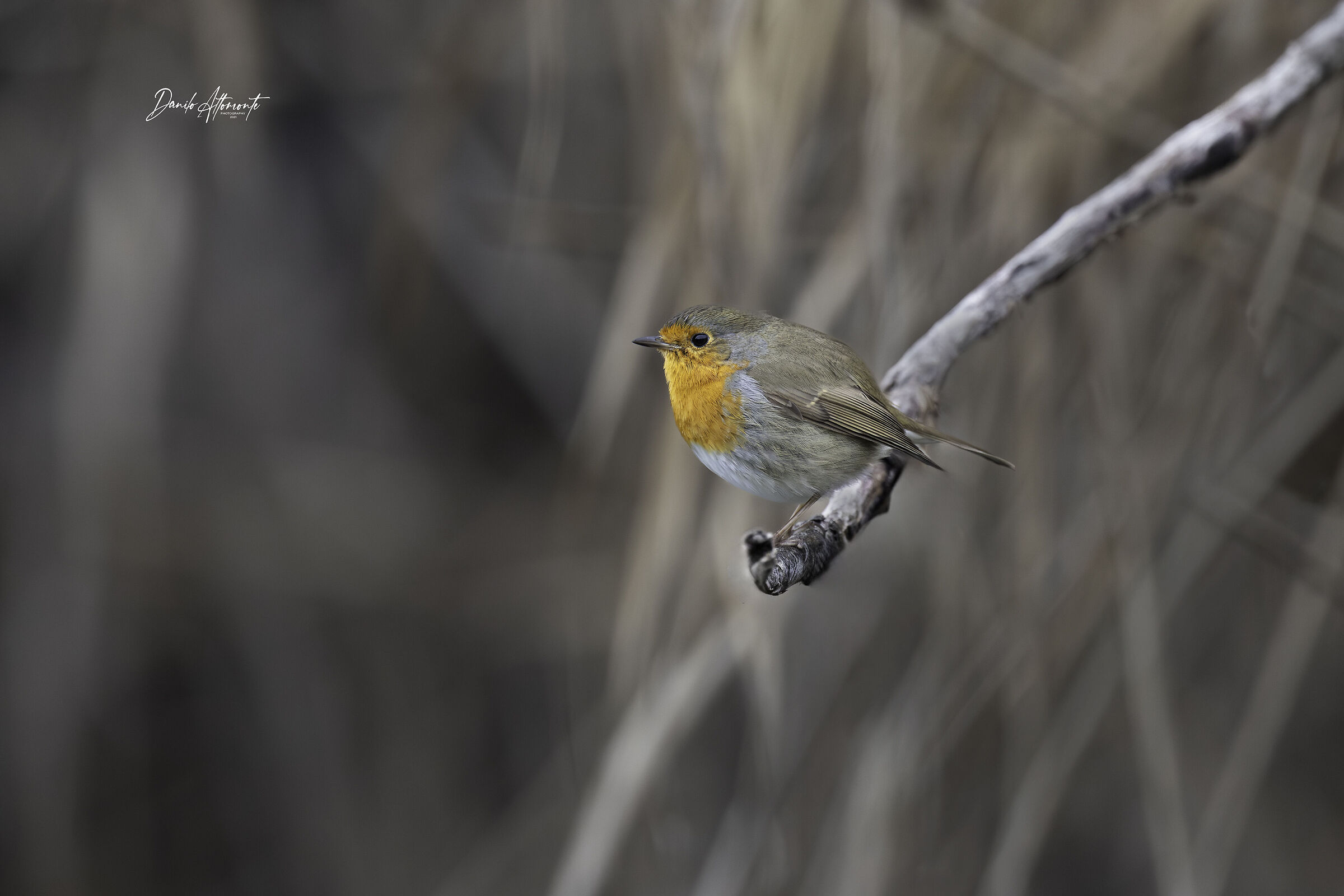 Robin