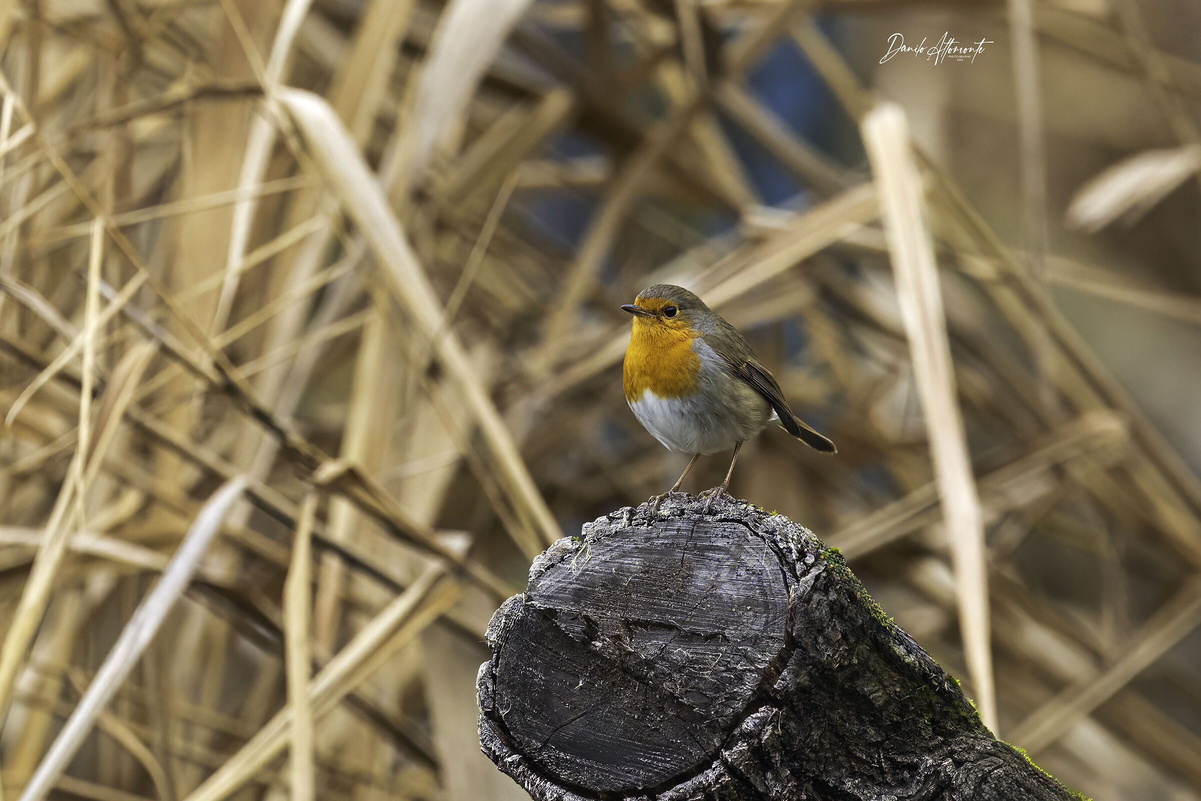 Robin
