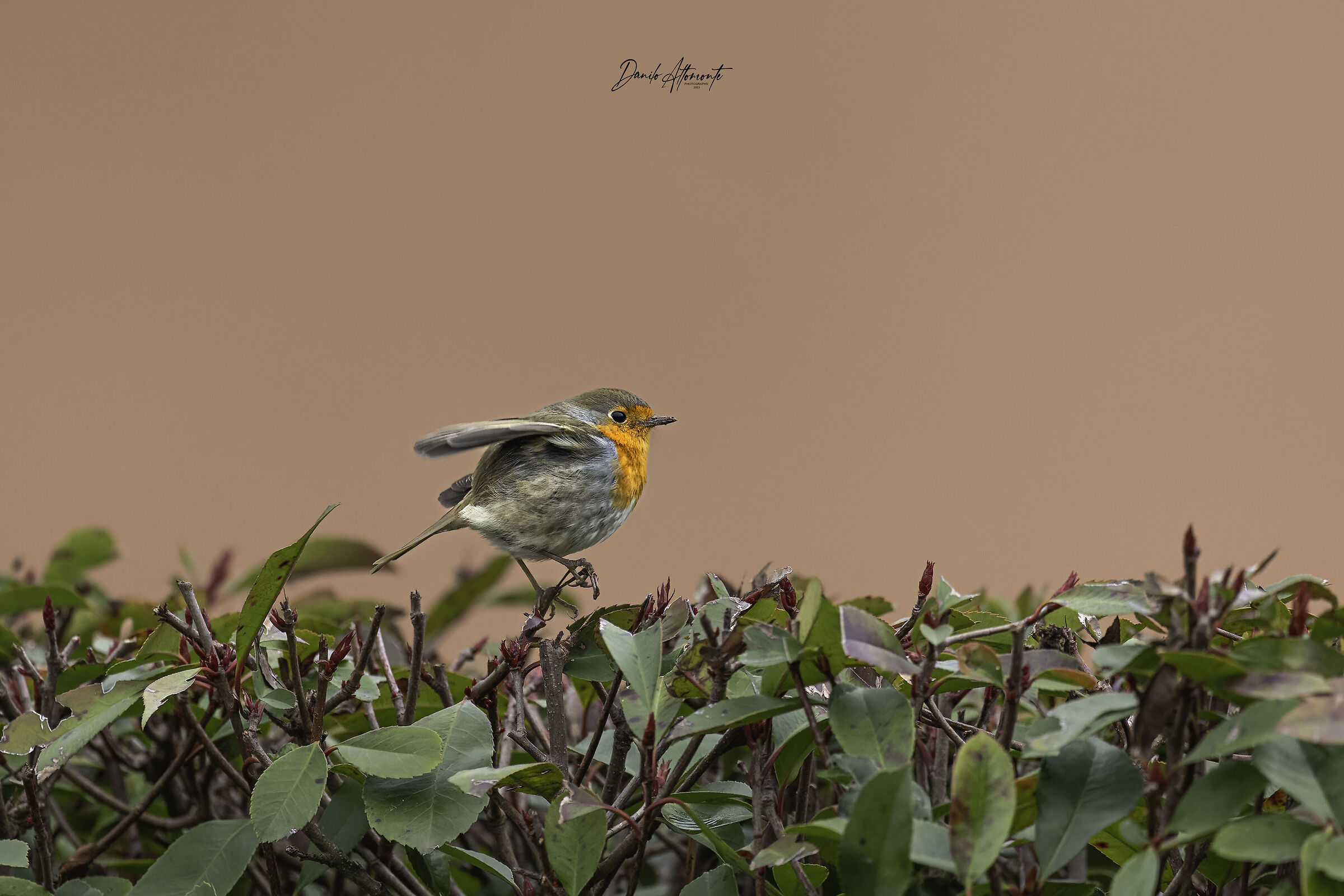 Robin