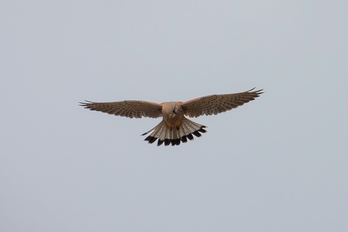 Kestrel