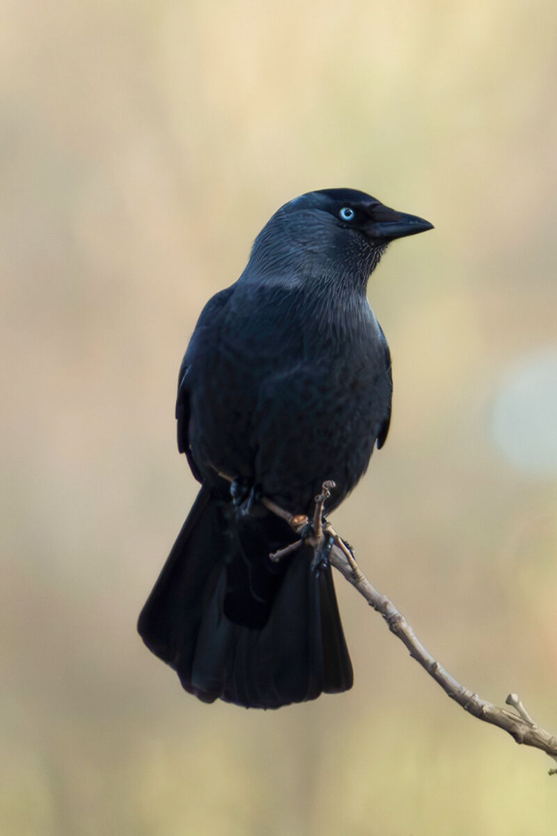 Jackdaw