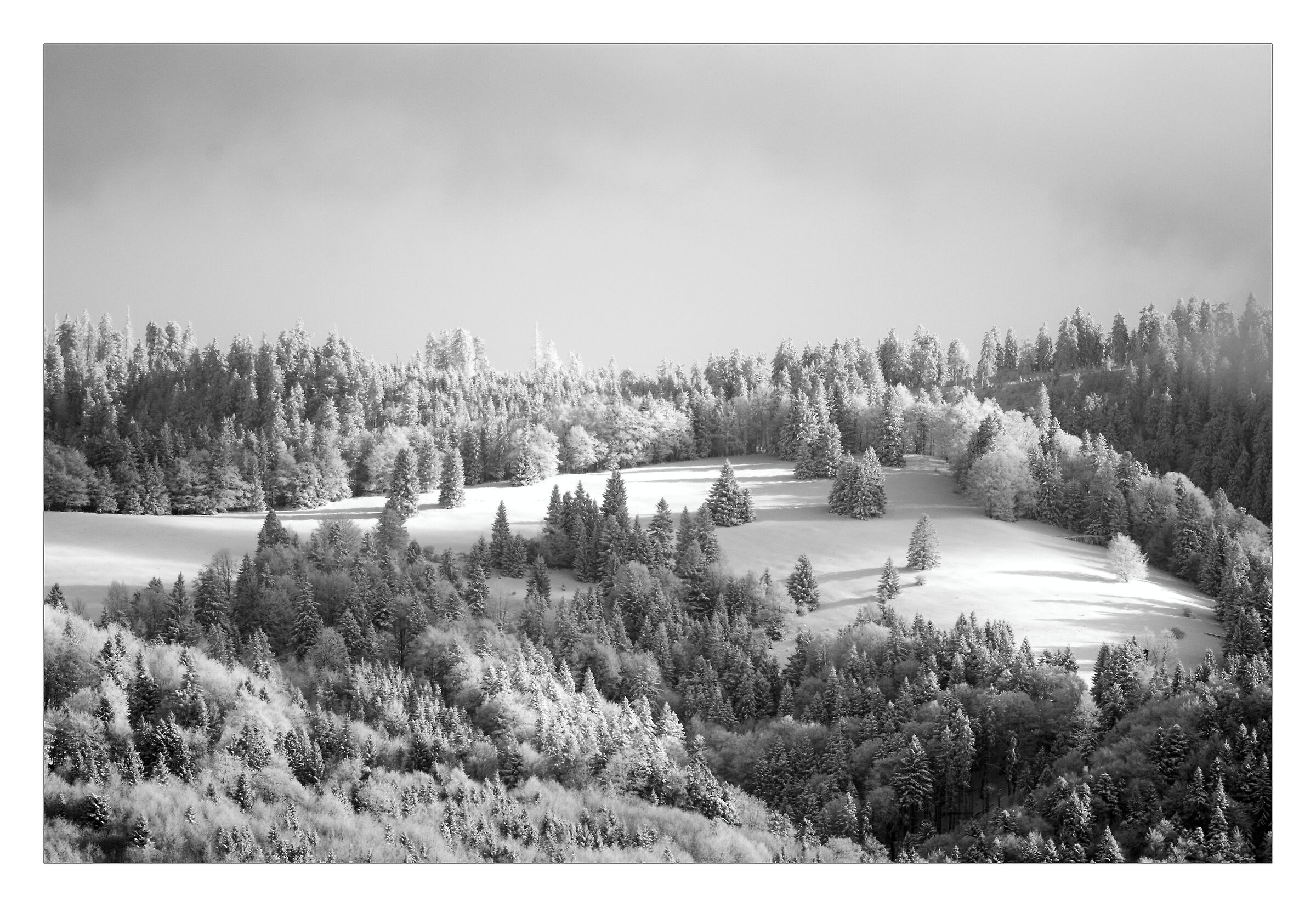 Frosty morning