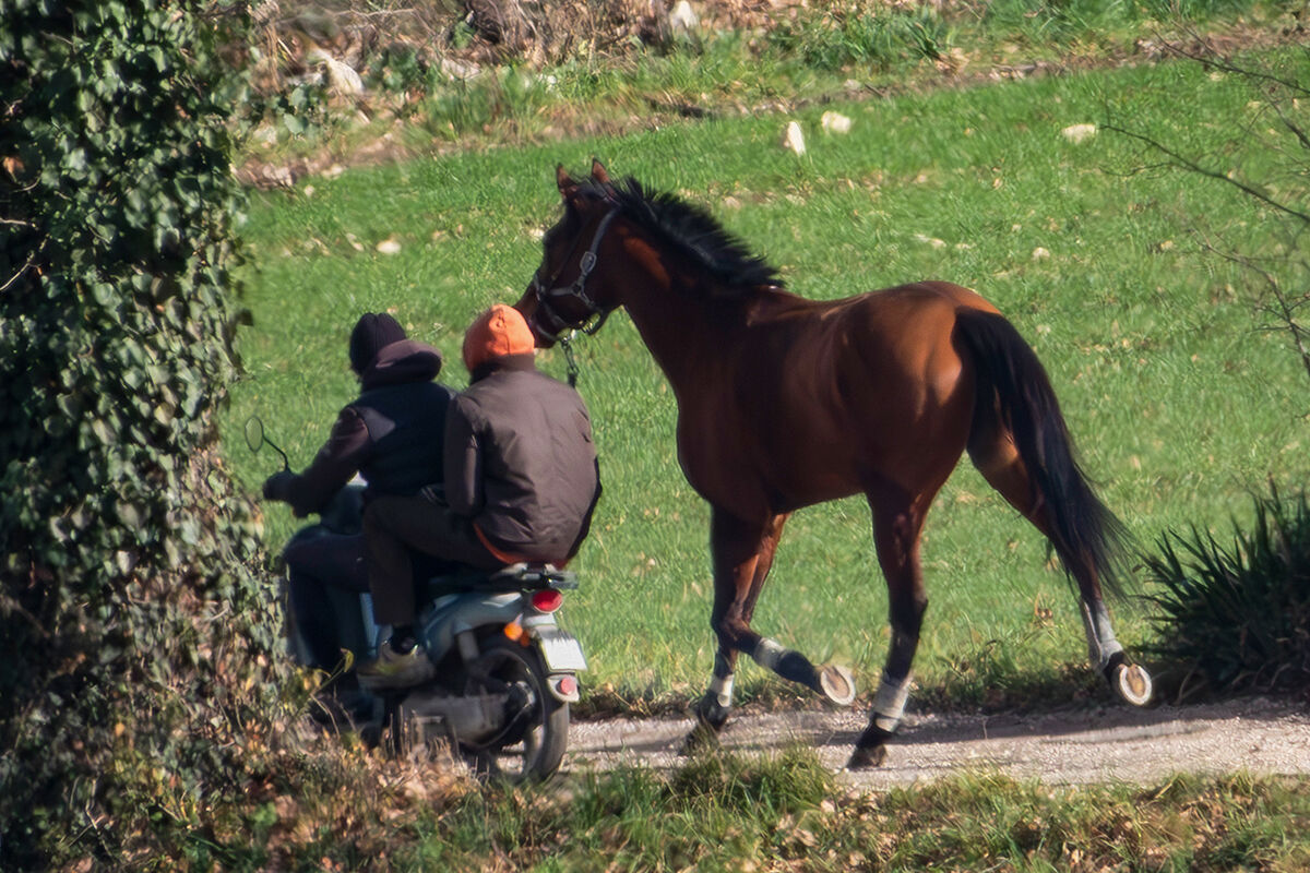 I go out, I take for a walk... Vallo