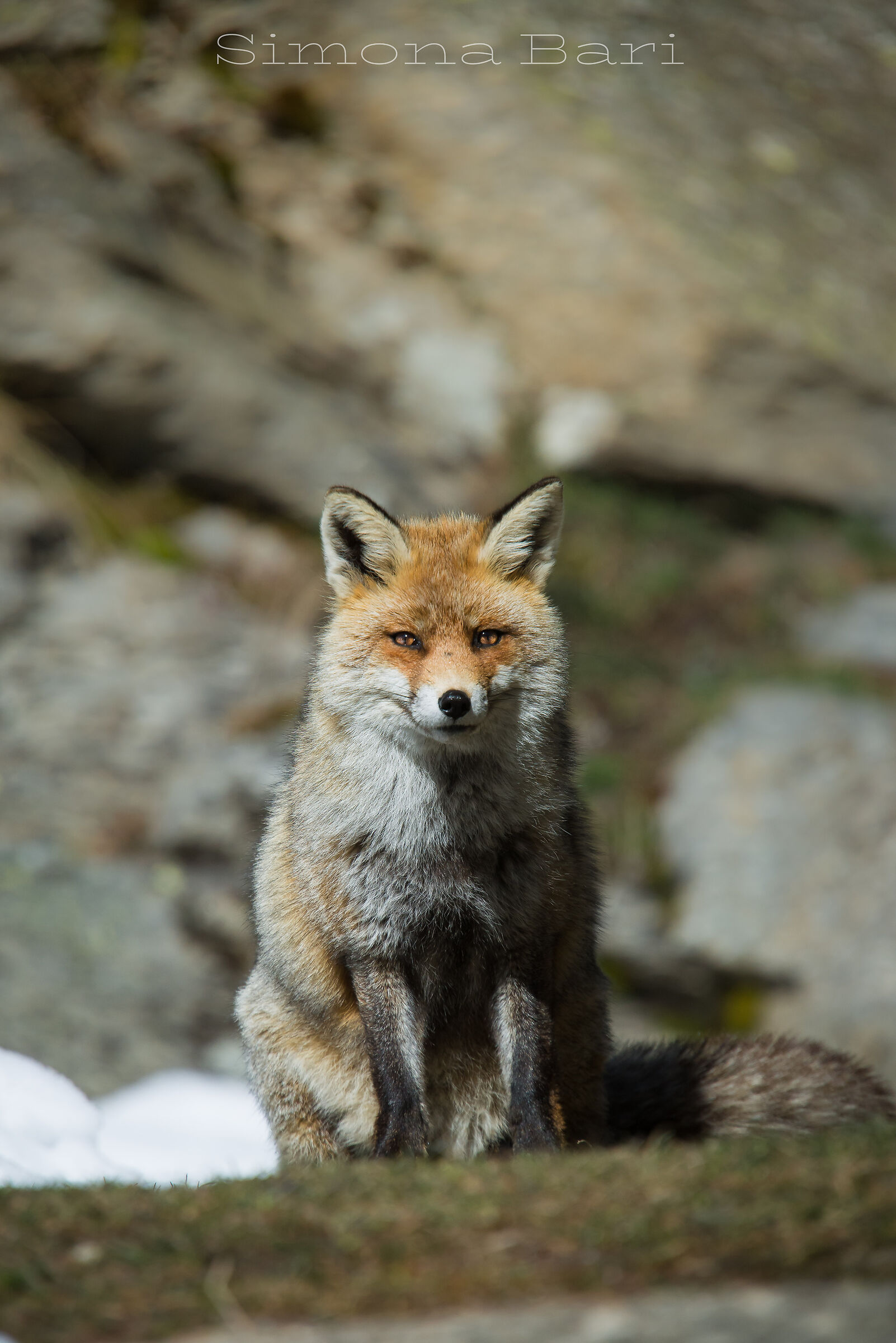 Volpe rossa - Vulpes vulpes - Aprile 2025