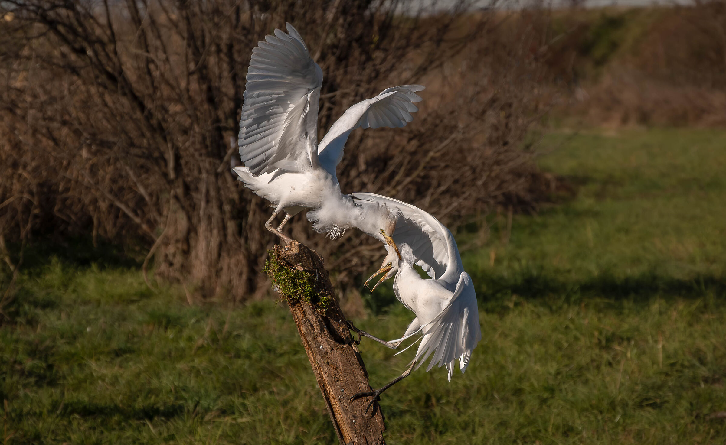 Cattle Egrets