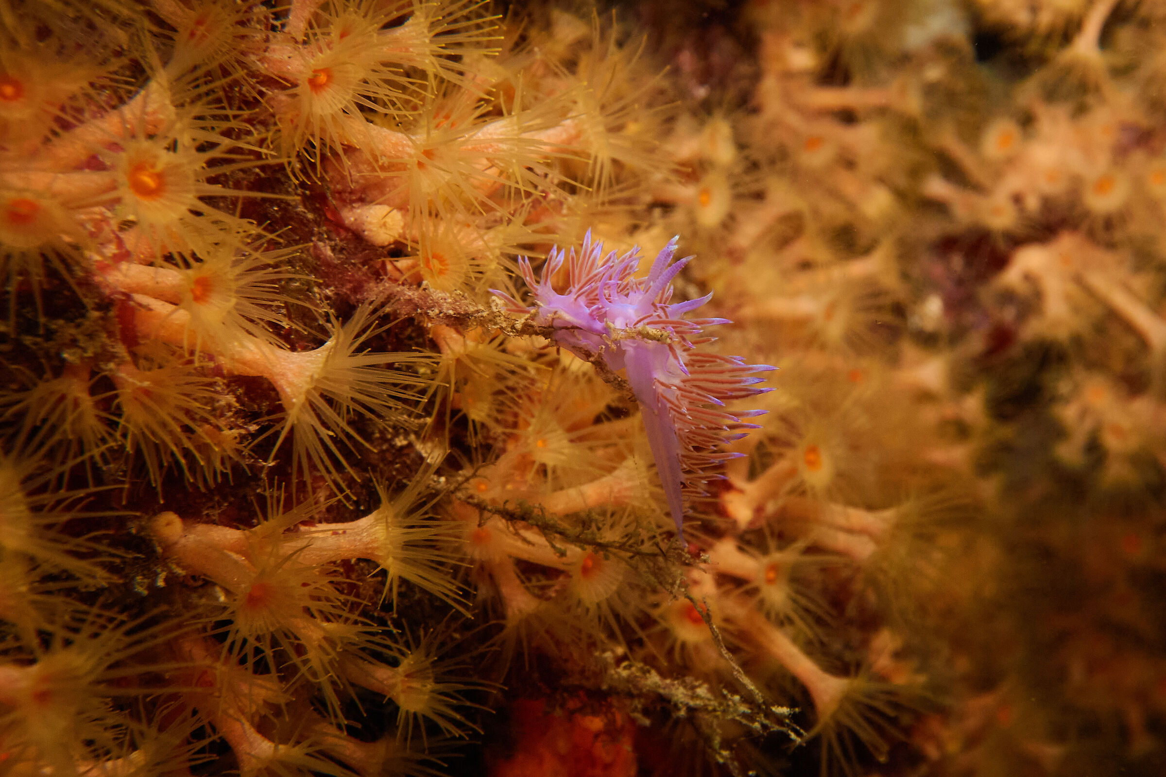 Nudibranco Flabellina Affinis