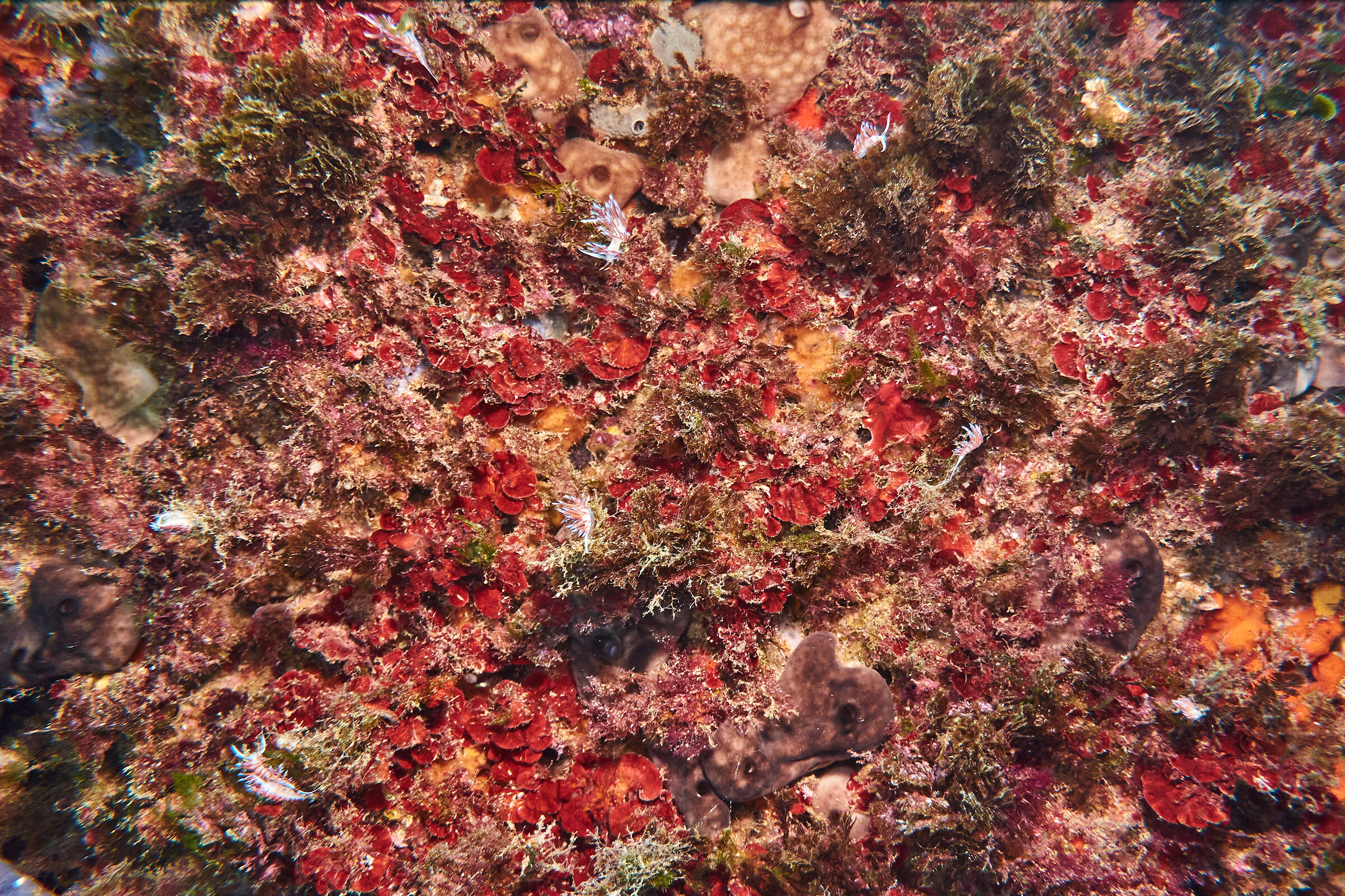 Parete di Nudibranchi