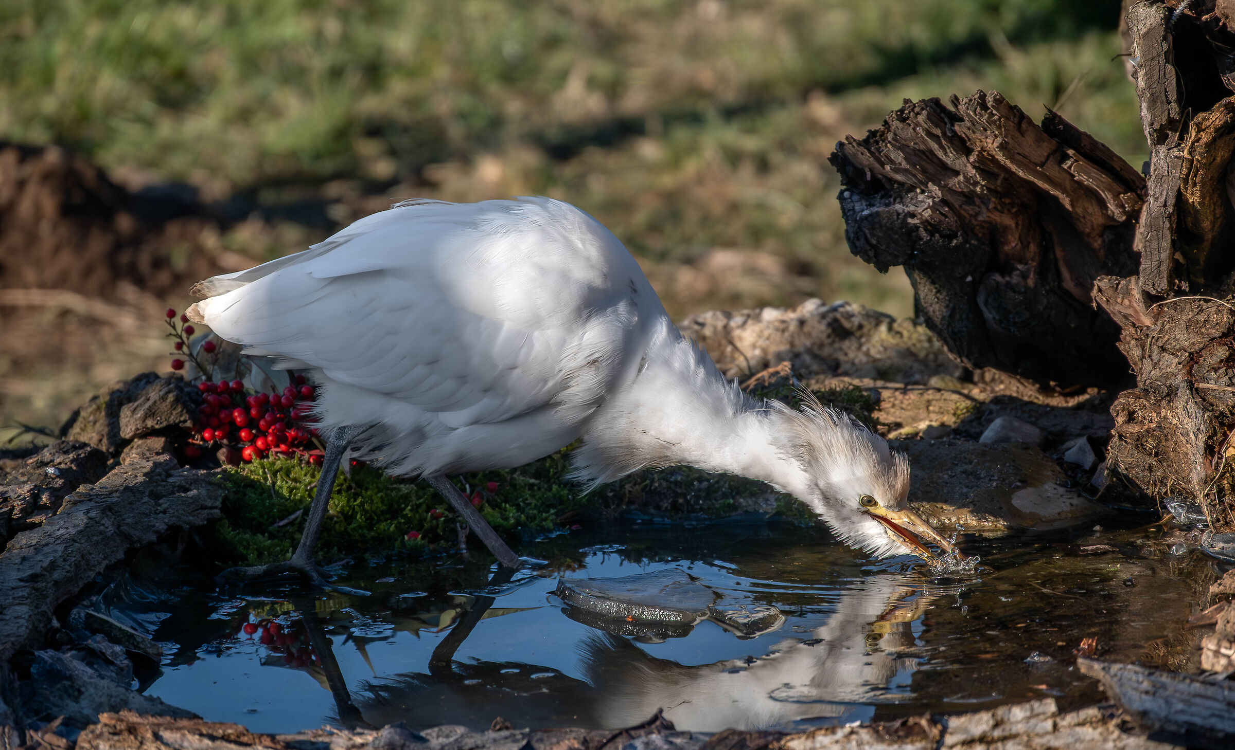 Heron looks at oxen