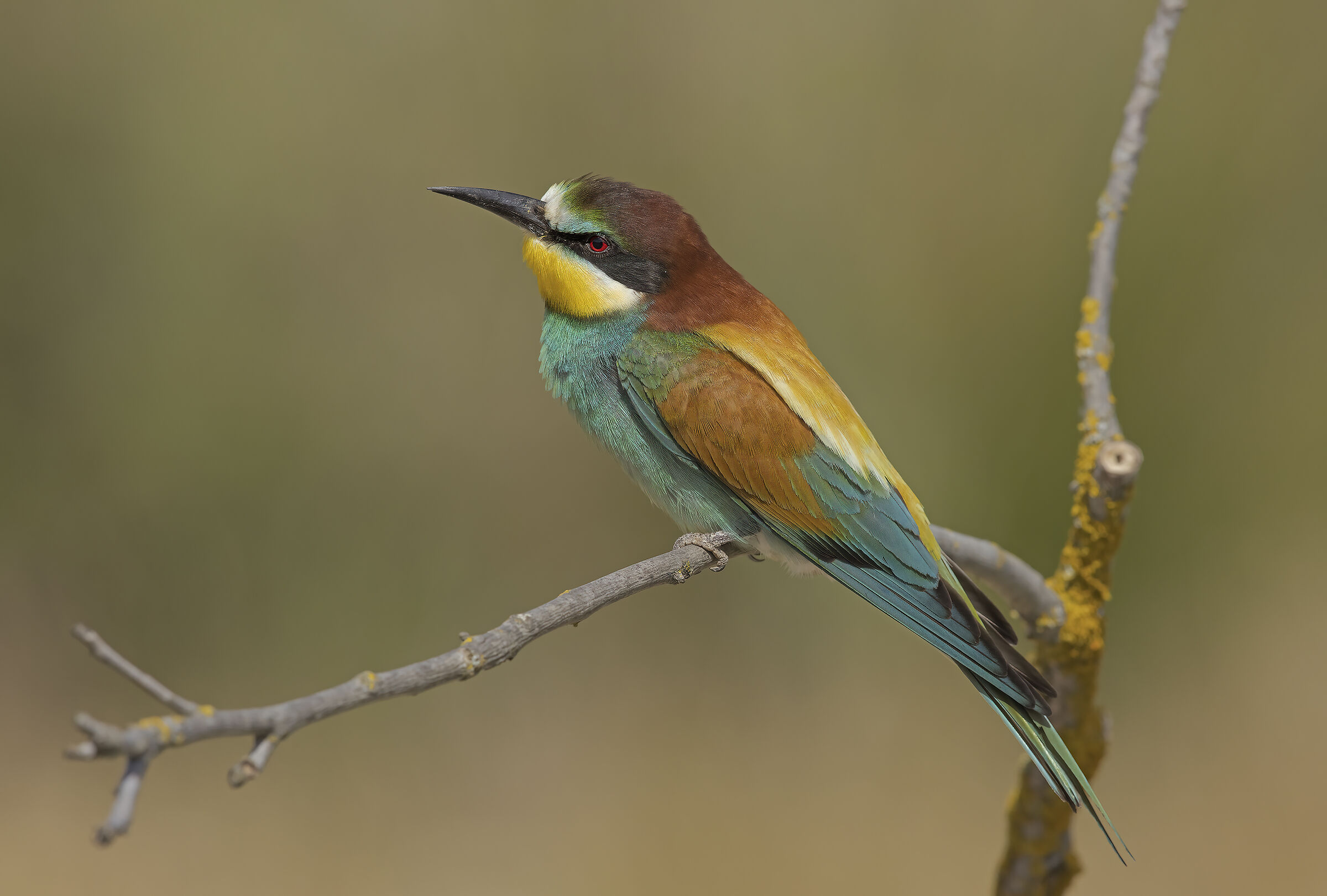 gruccione (merops apiaster)