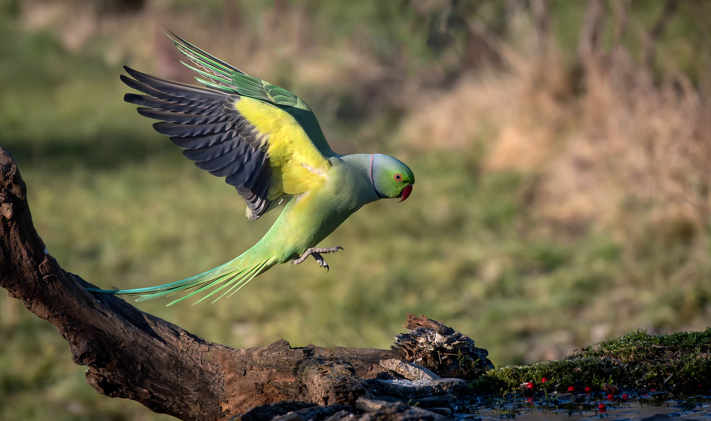 Parakeet