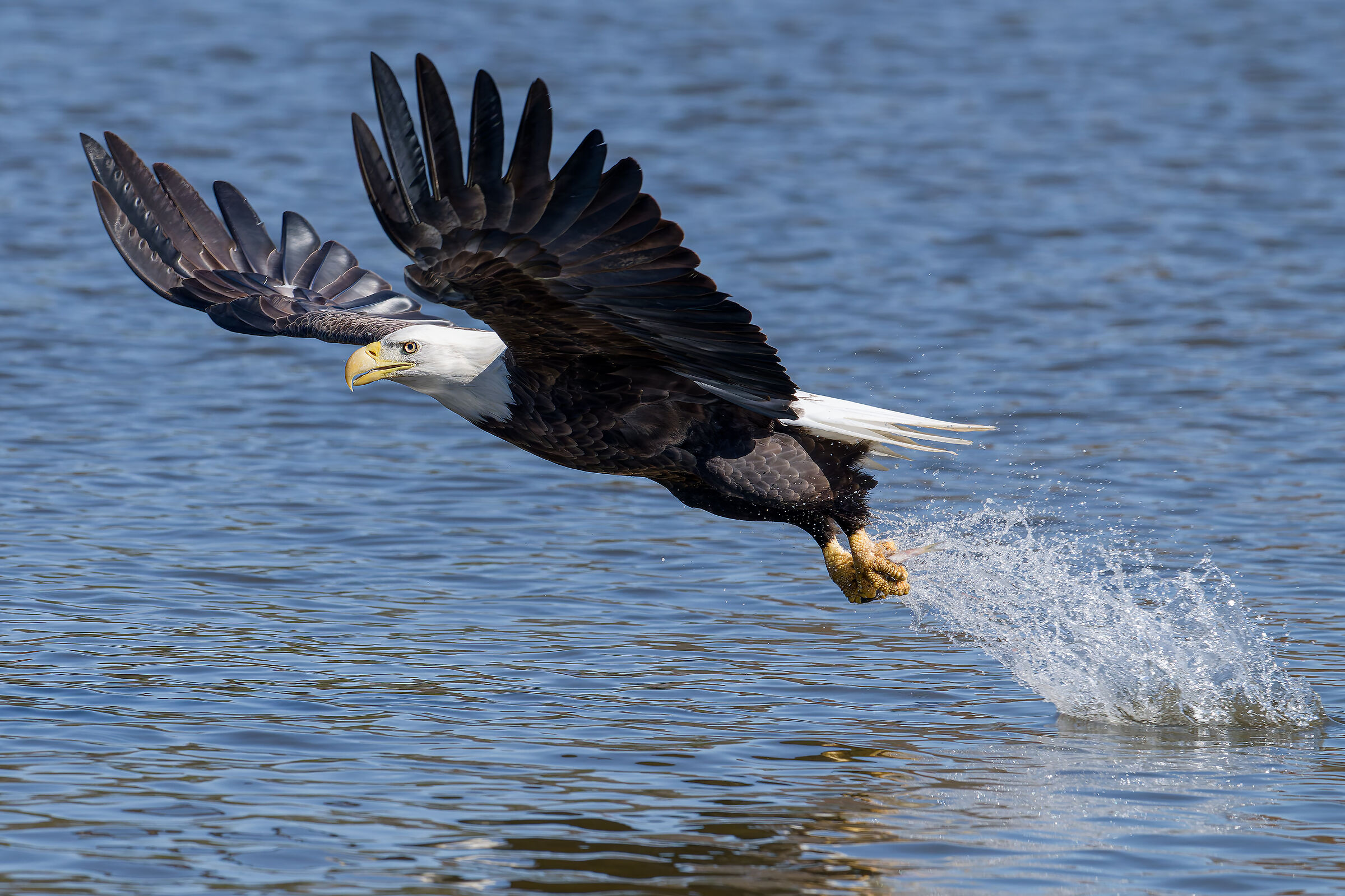 AMERICAN FISH EAGLE