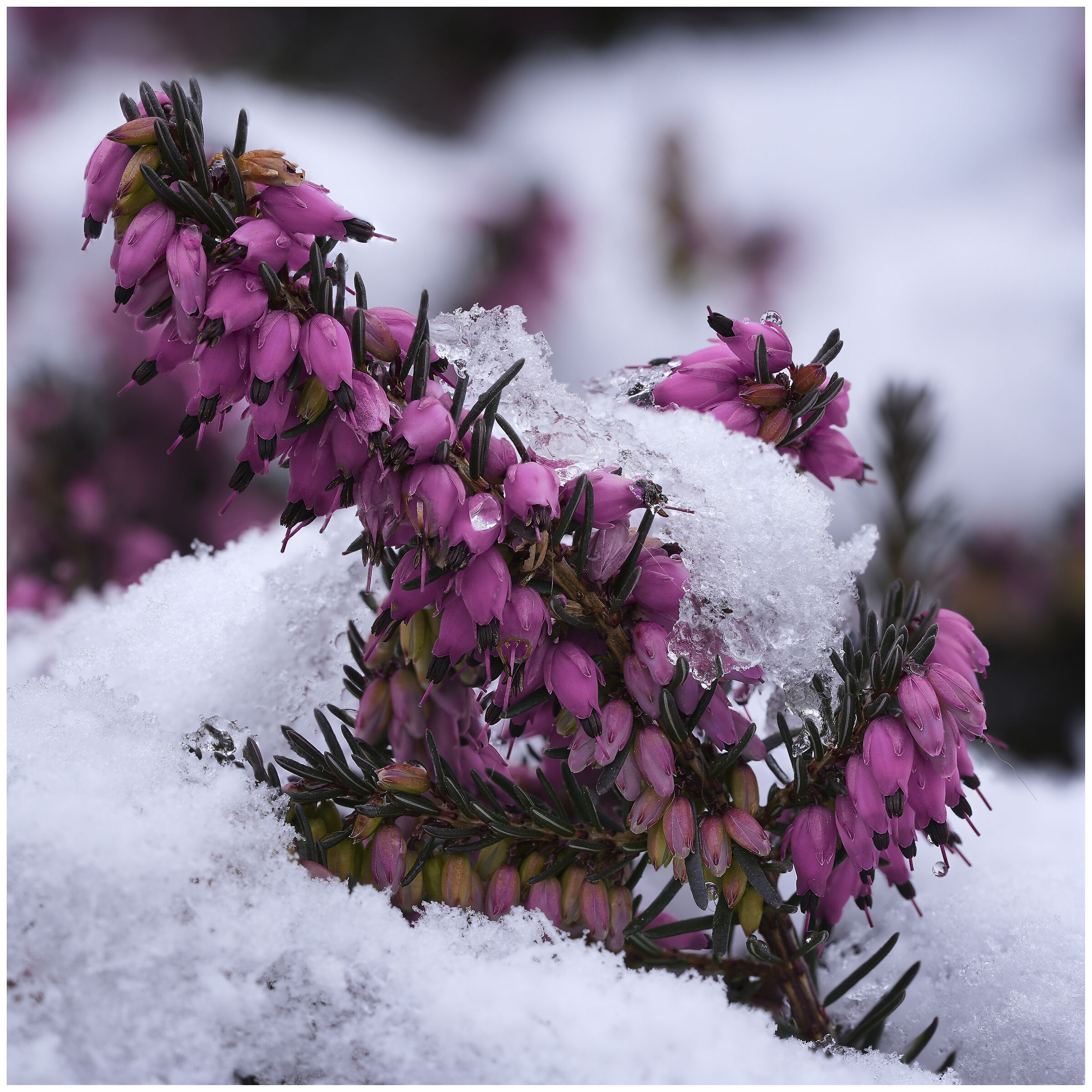 Winter heather after snowfall