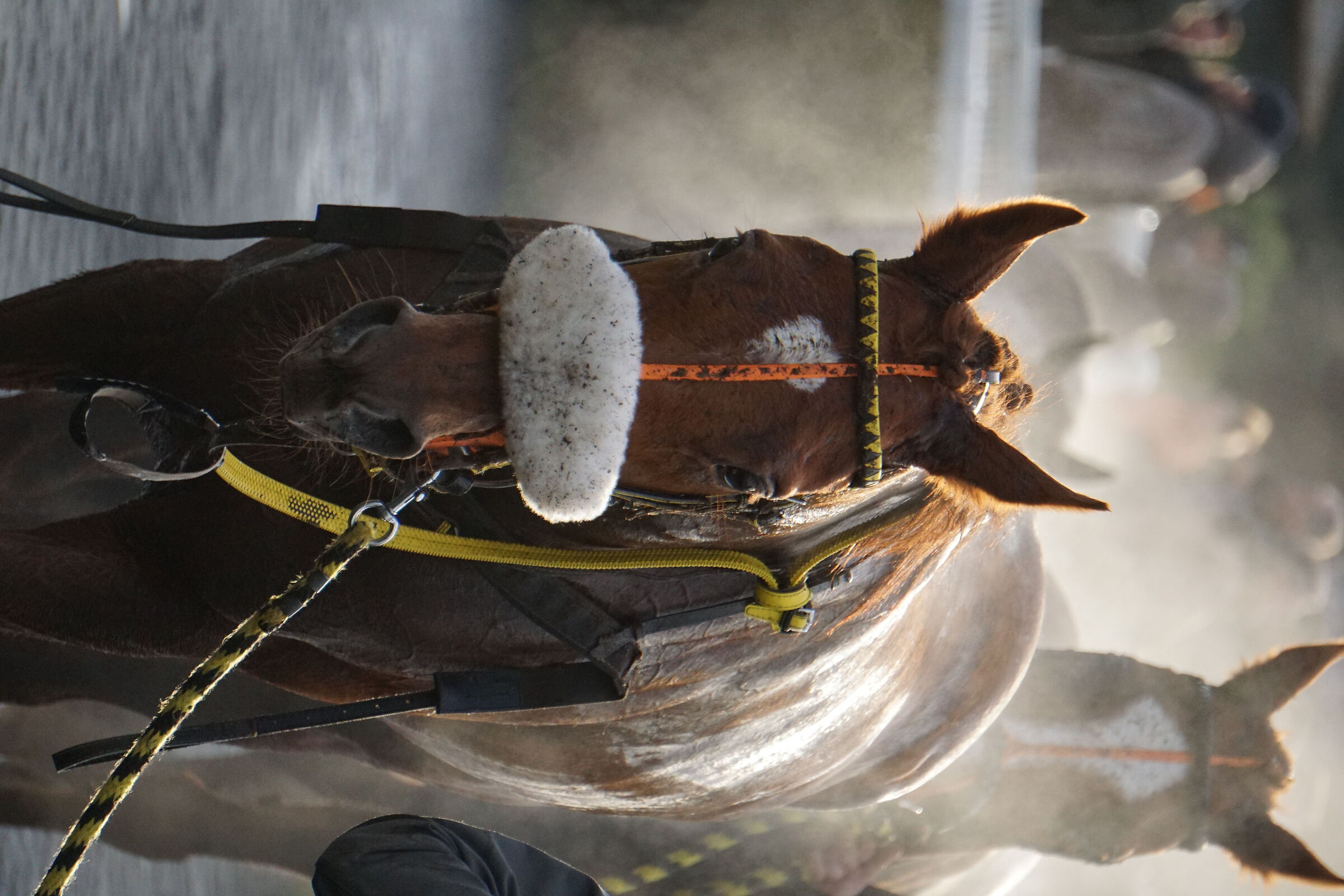Smoking horses after race
