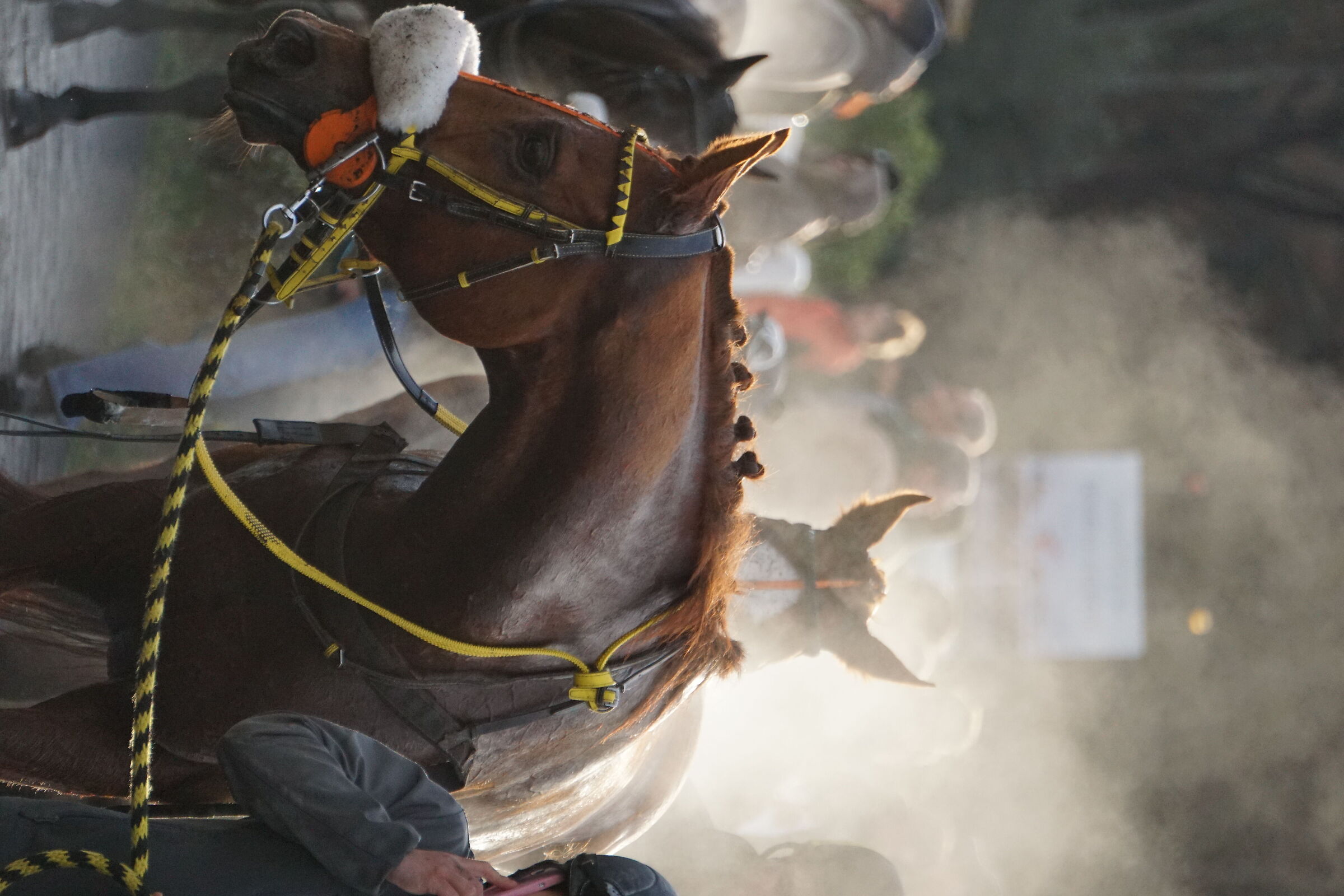 Smoking horses after race