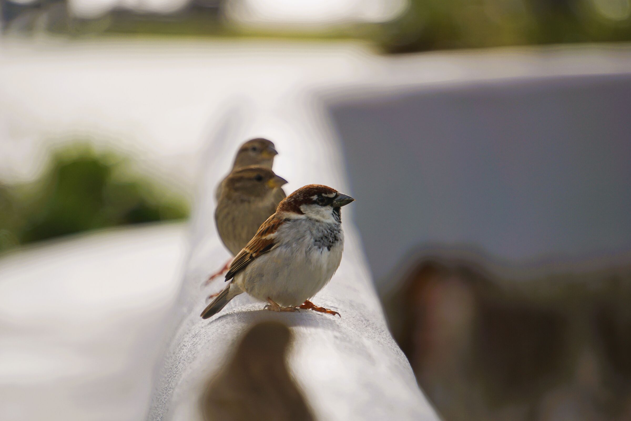 Sparrow