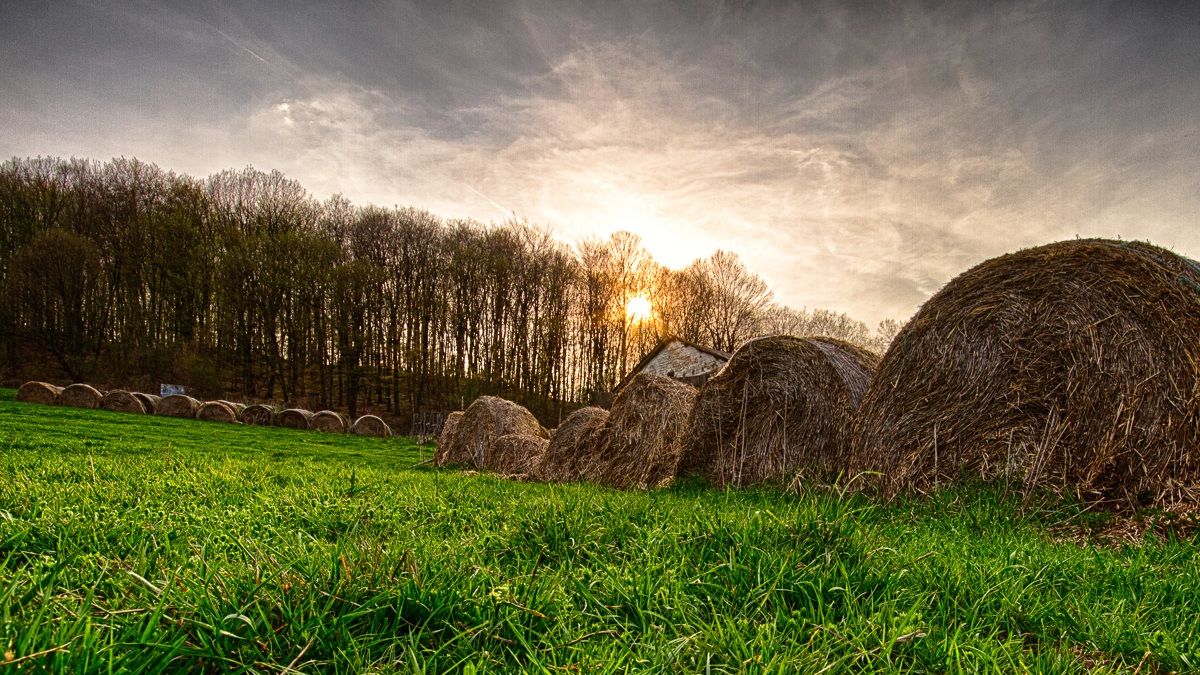 Abandoned haystacks