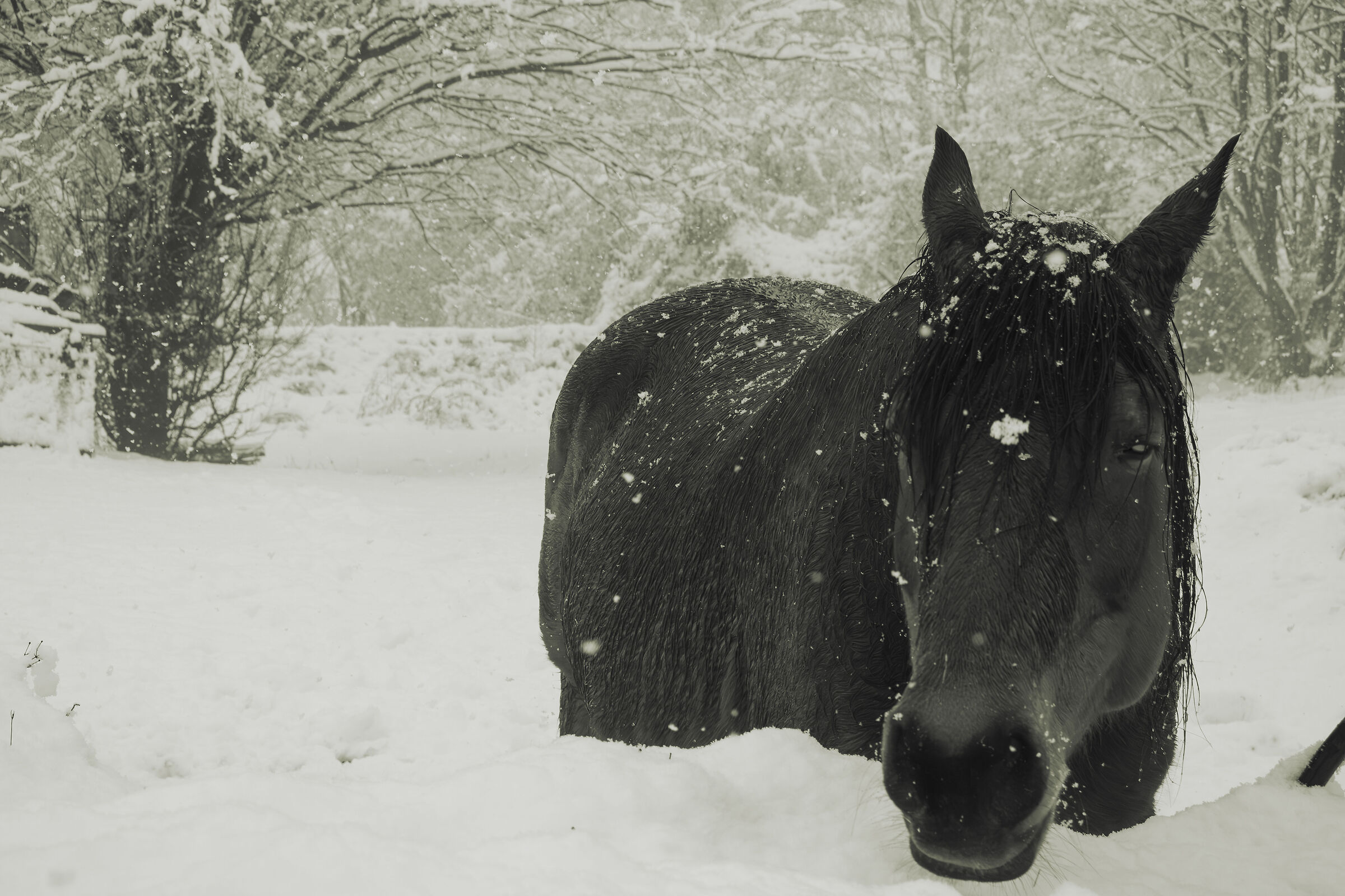 The mare and winter
