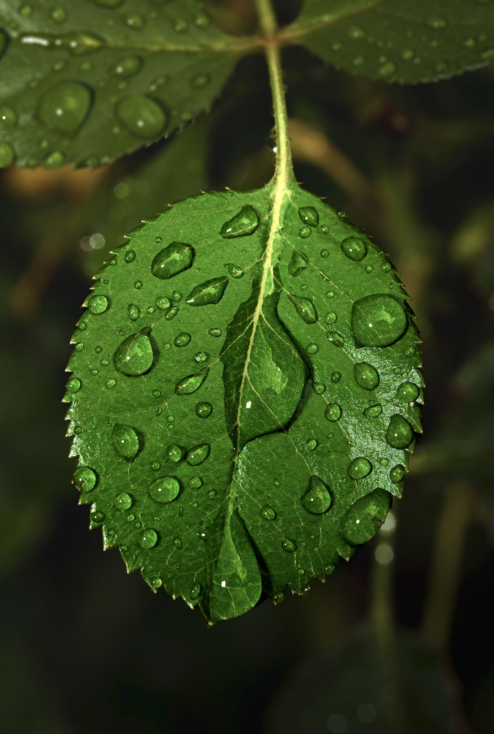 Post-Rain Details