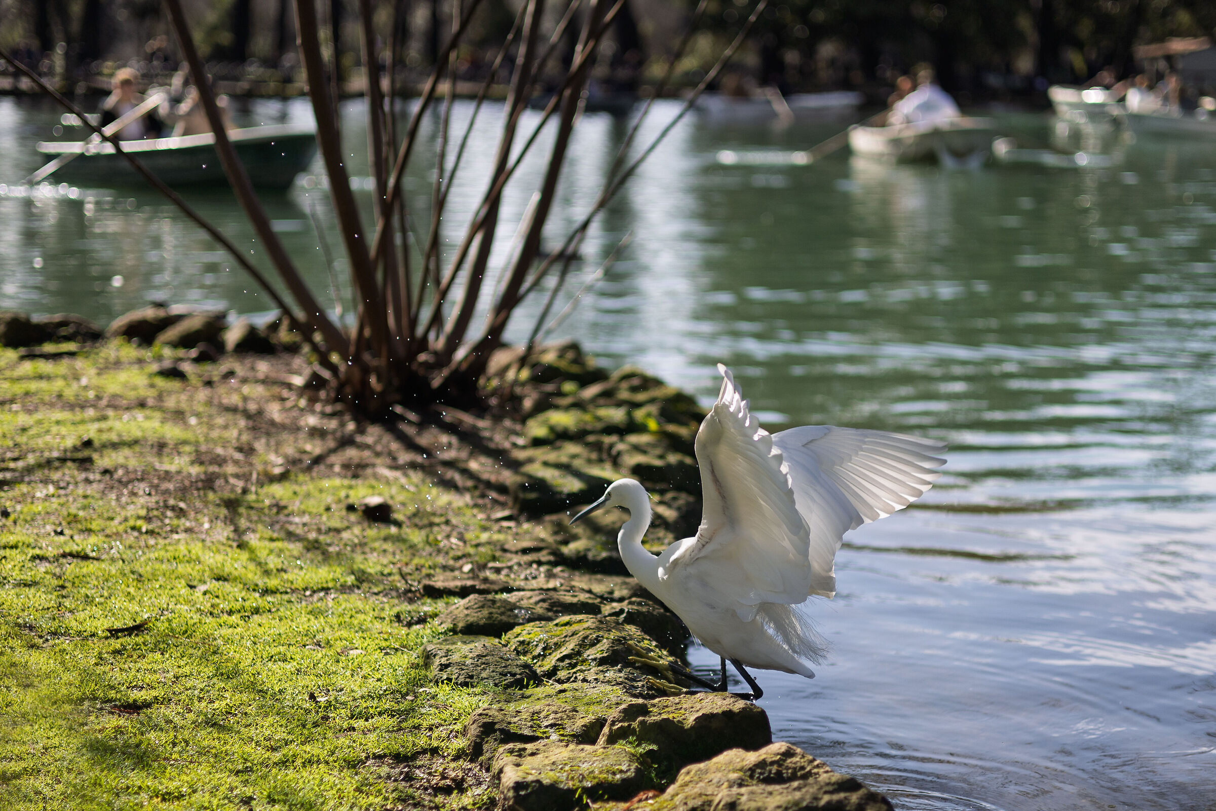 Little Egret