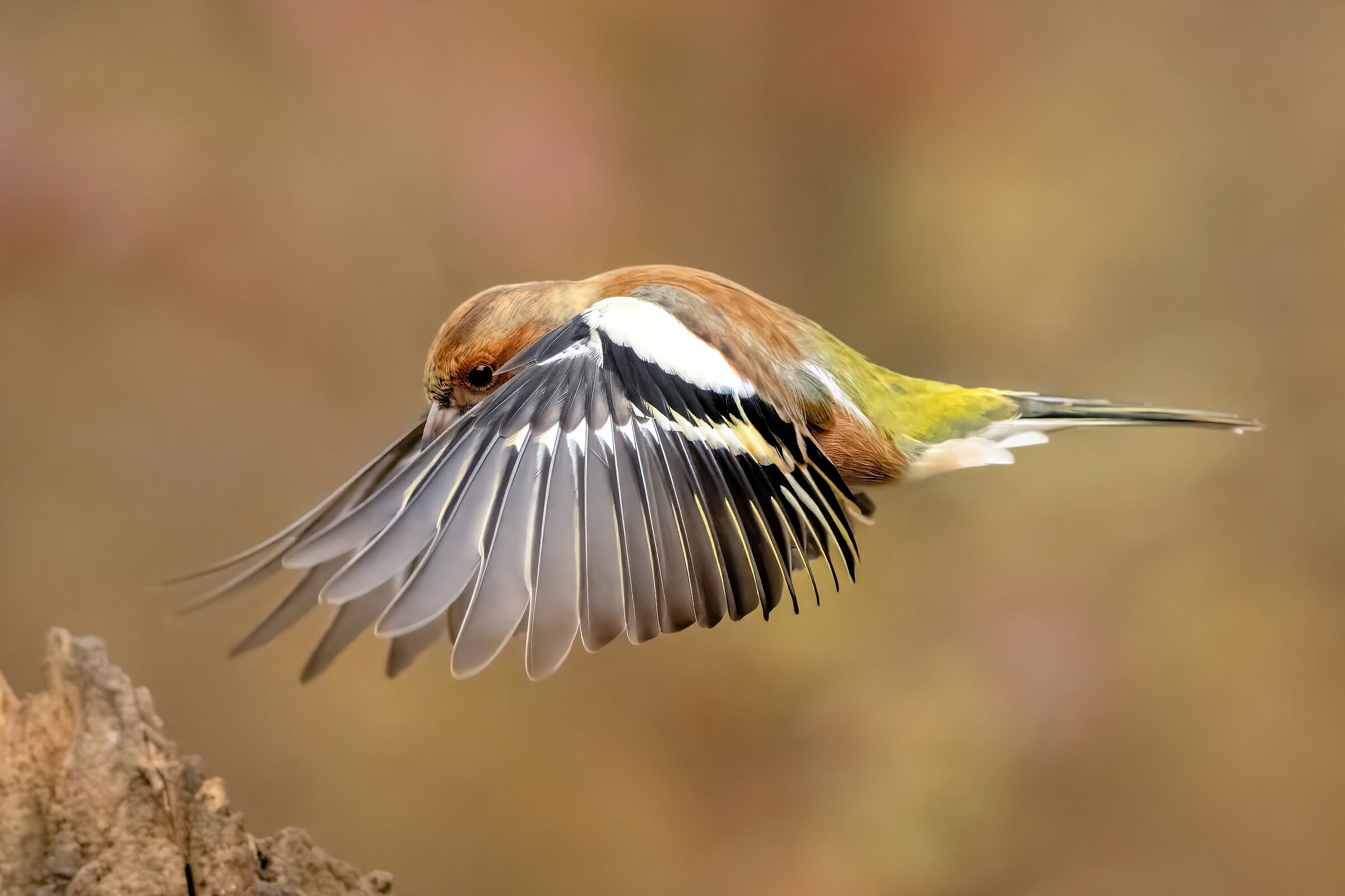 Chaffinch (Fringilla coelebs)