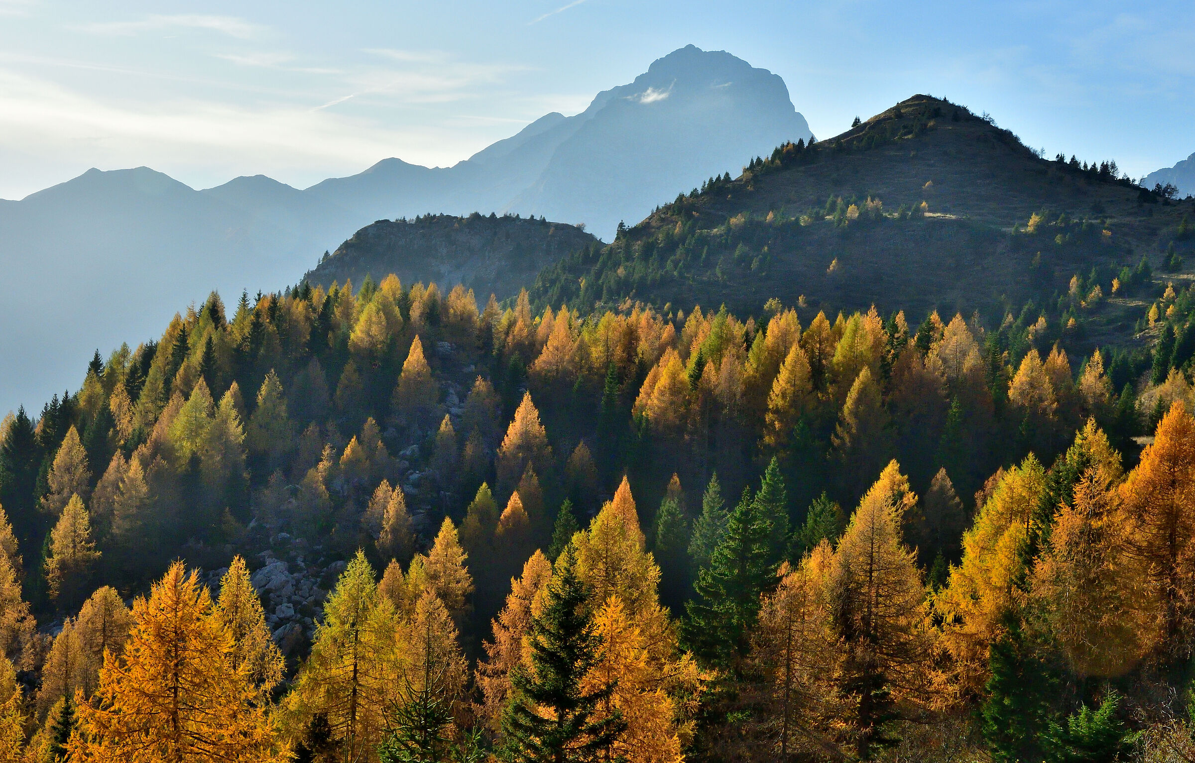 The larches of Pal Grande