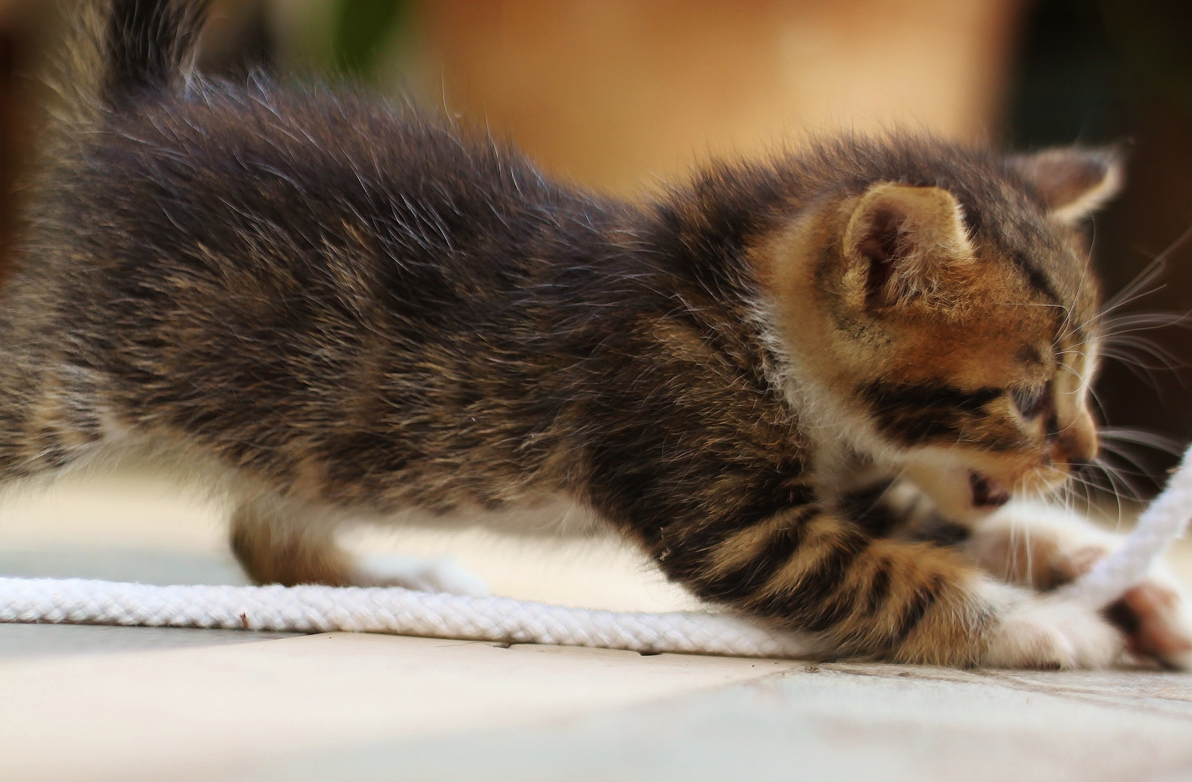 Hunter: first steps.