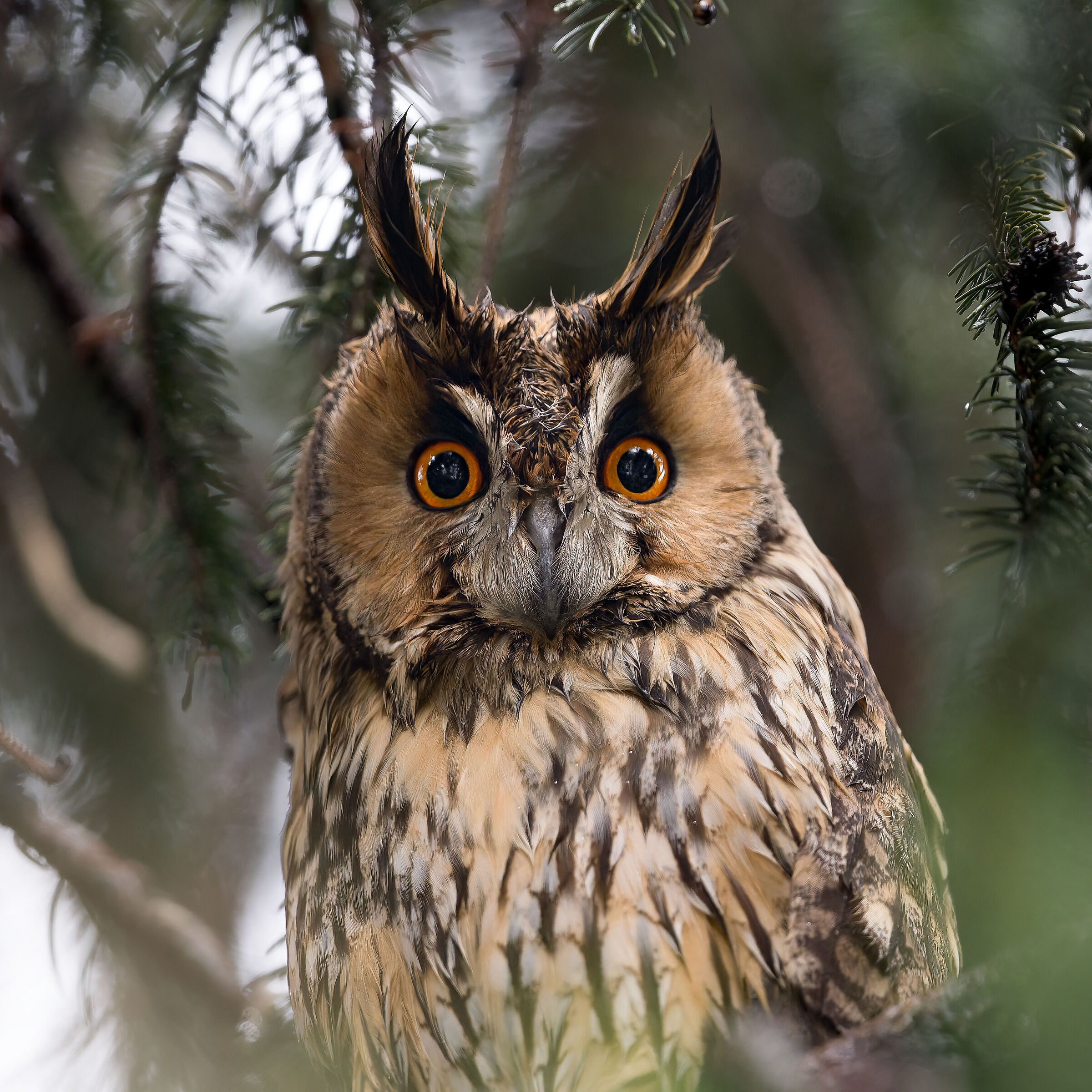 Gufo Comune ( Asio otus )