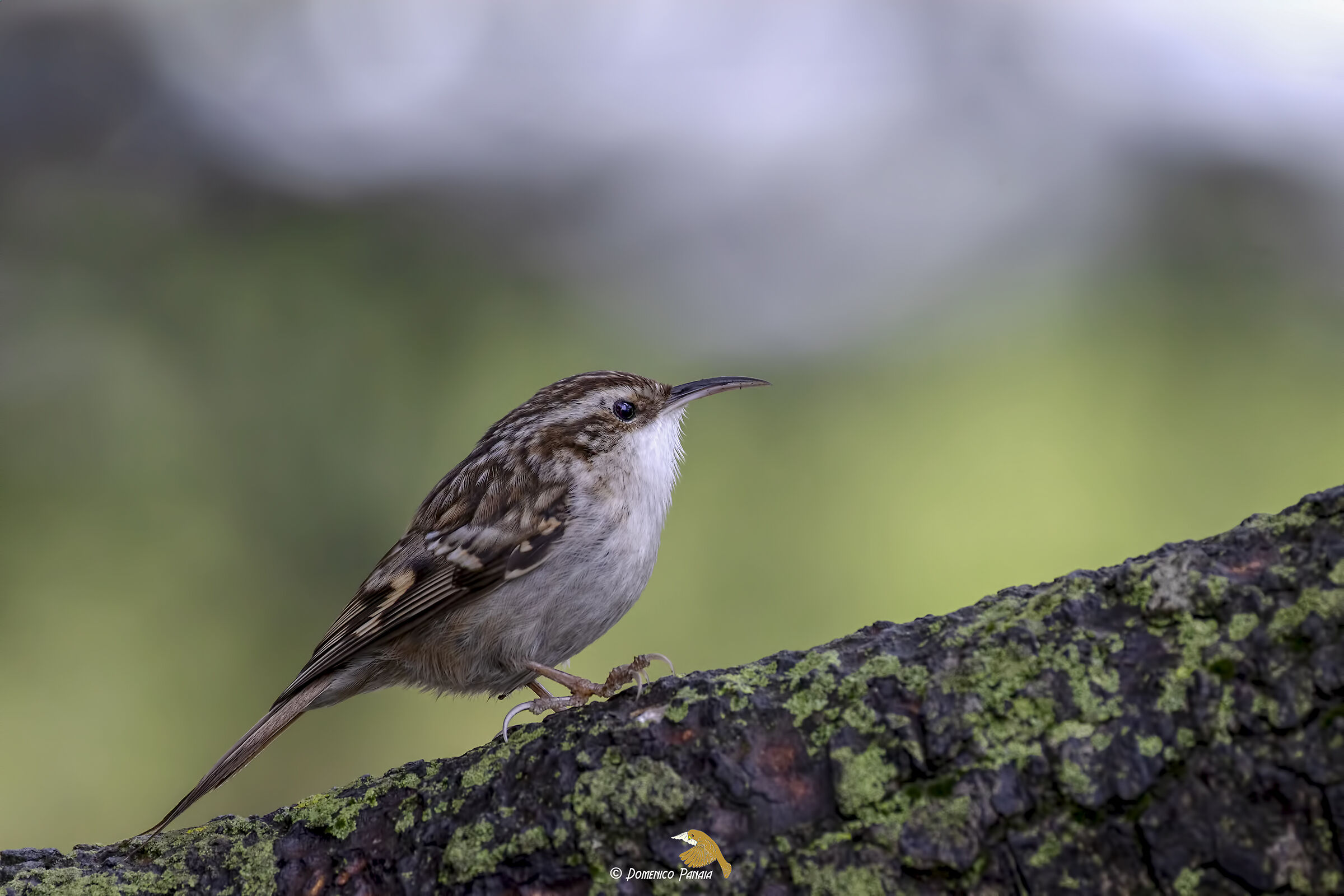 Treecreeper