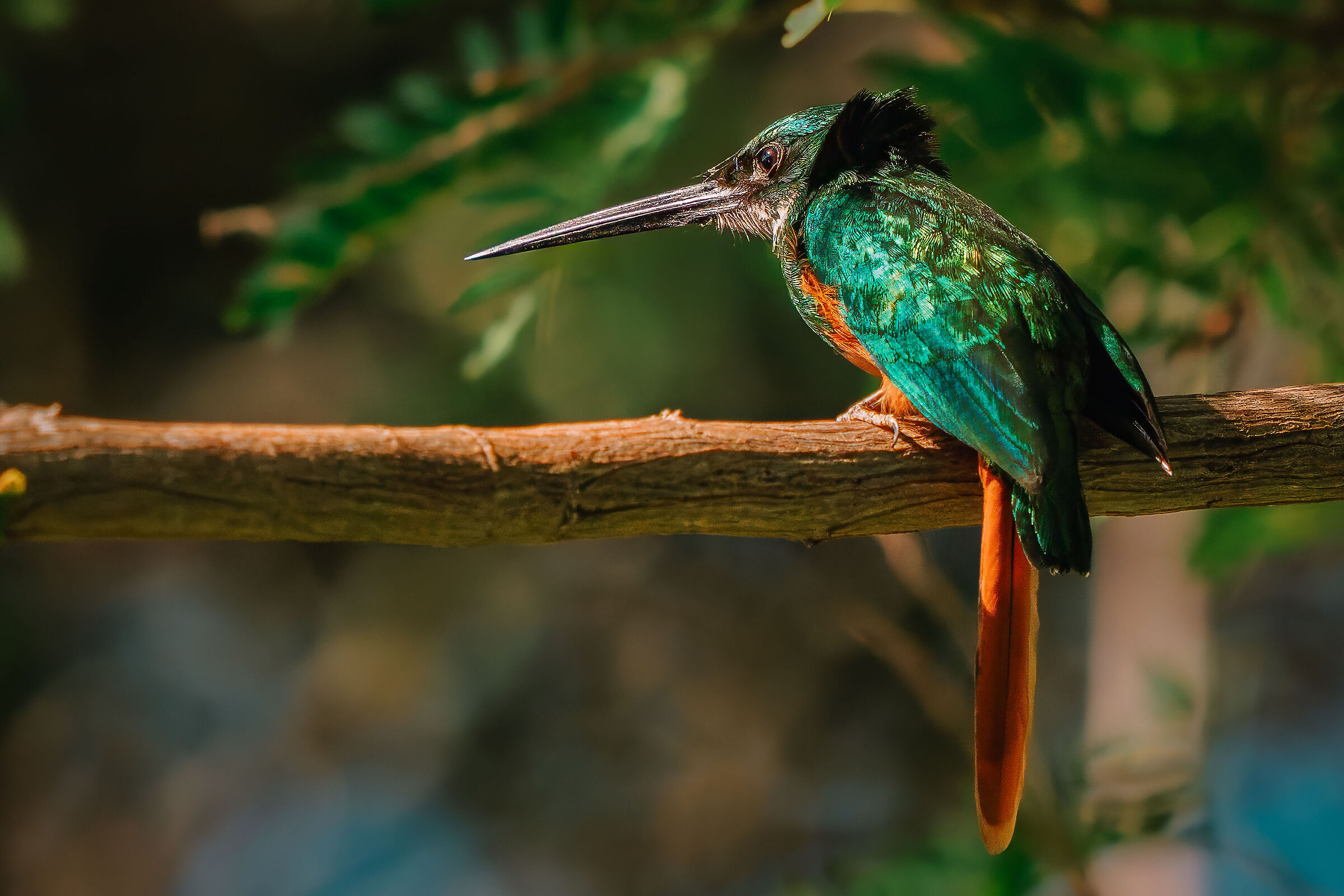 Jacamar codarossiccia