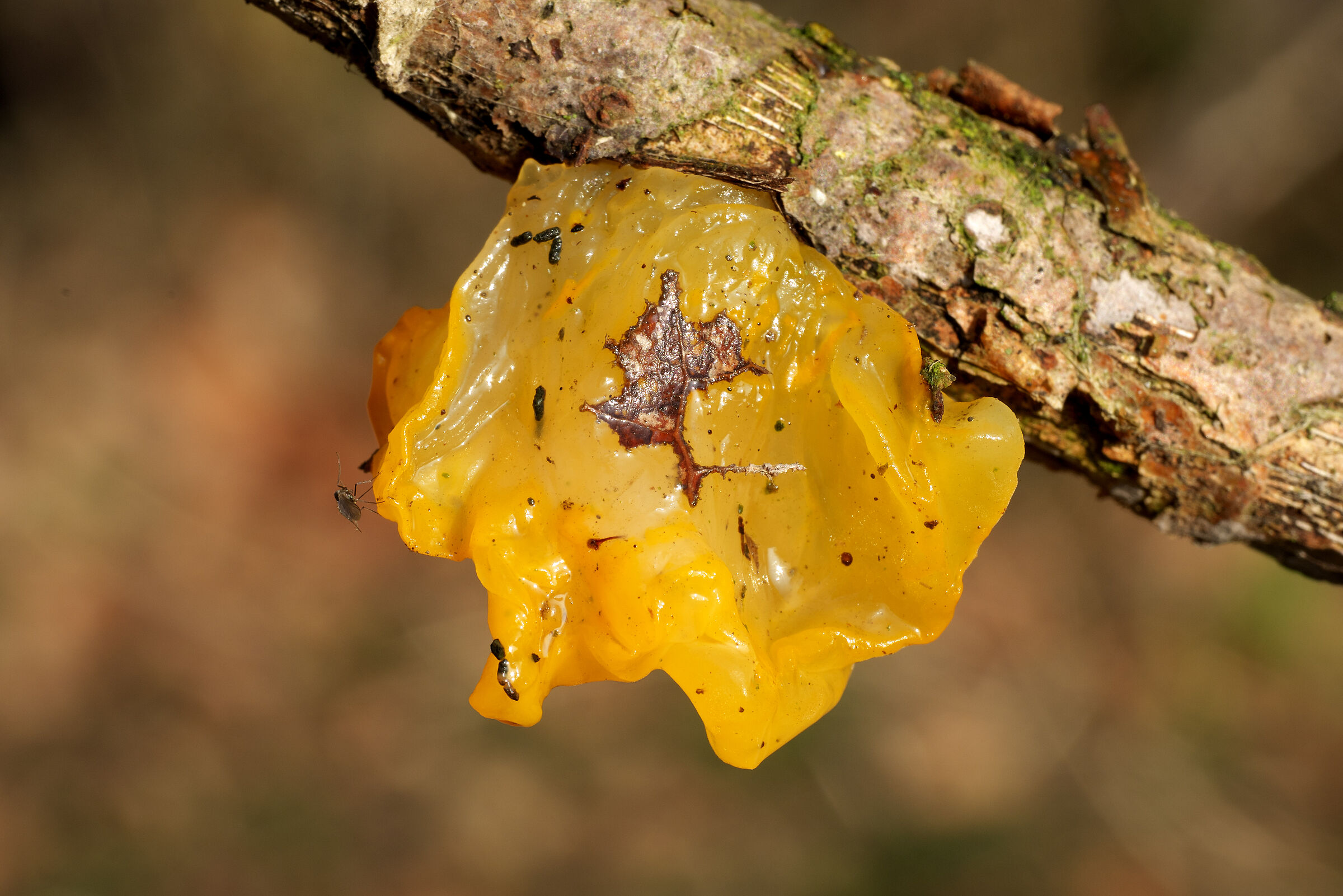 Tremella mesenterica