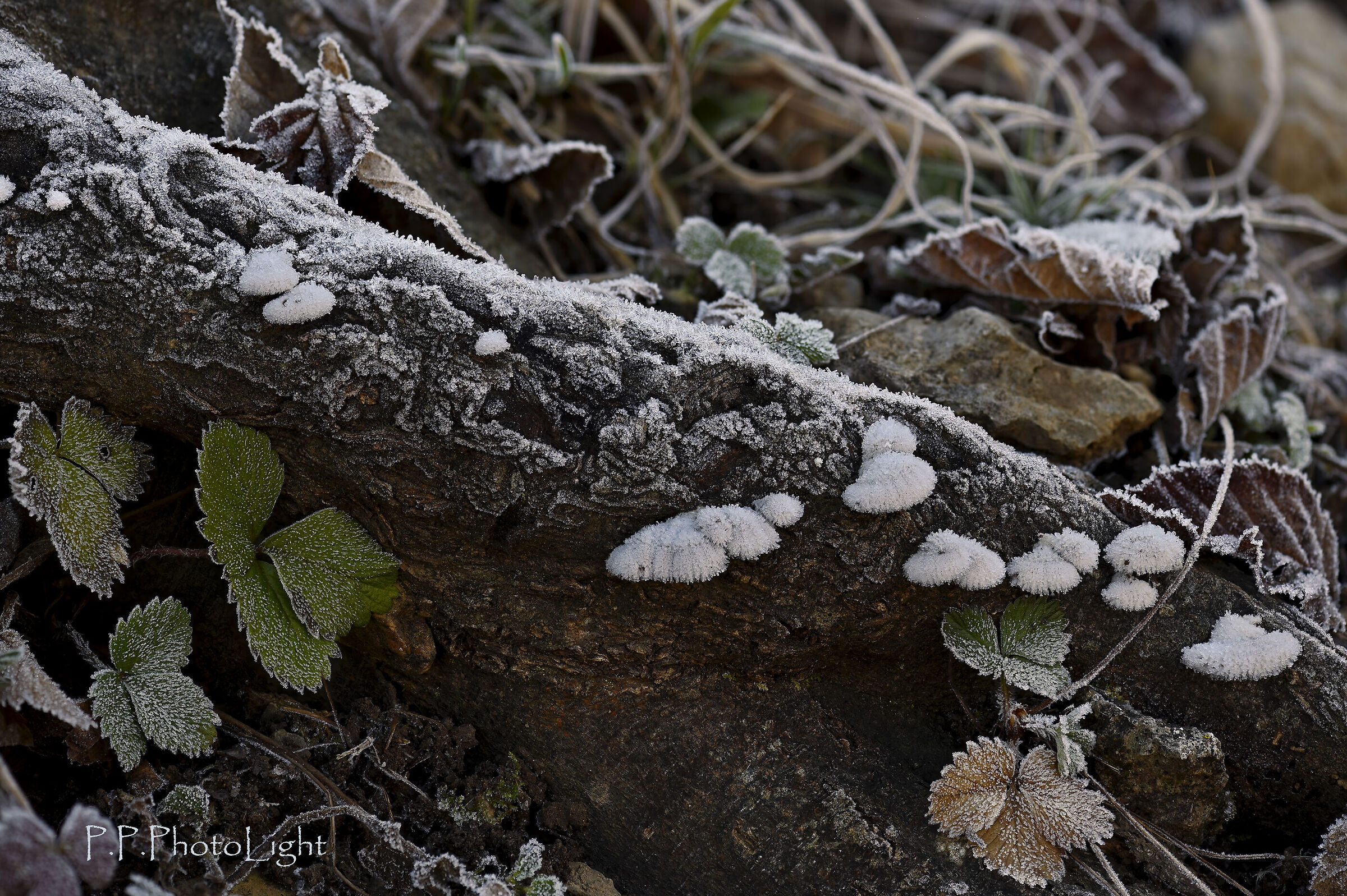 Root with mushrooms and frost