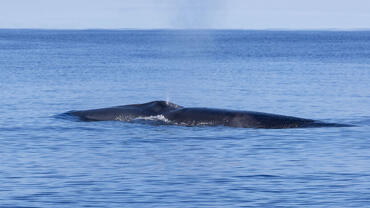 Balaenoptera borealis