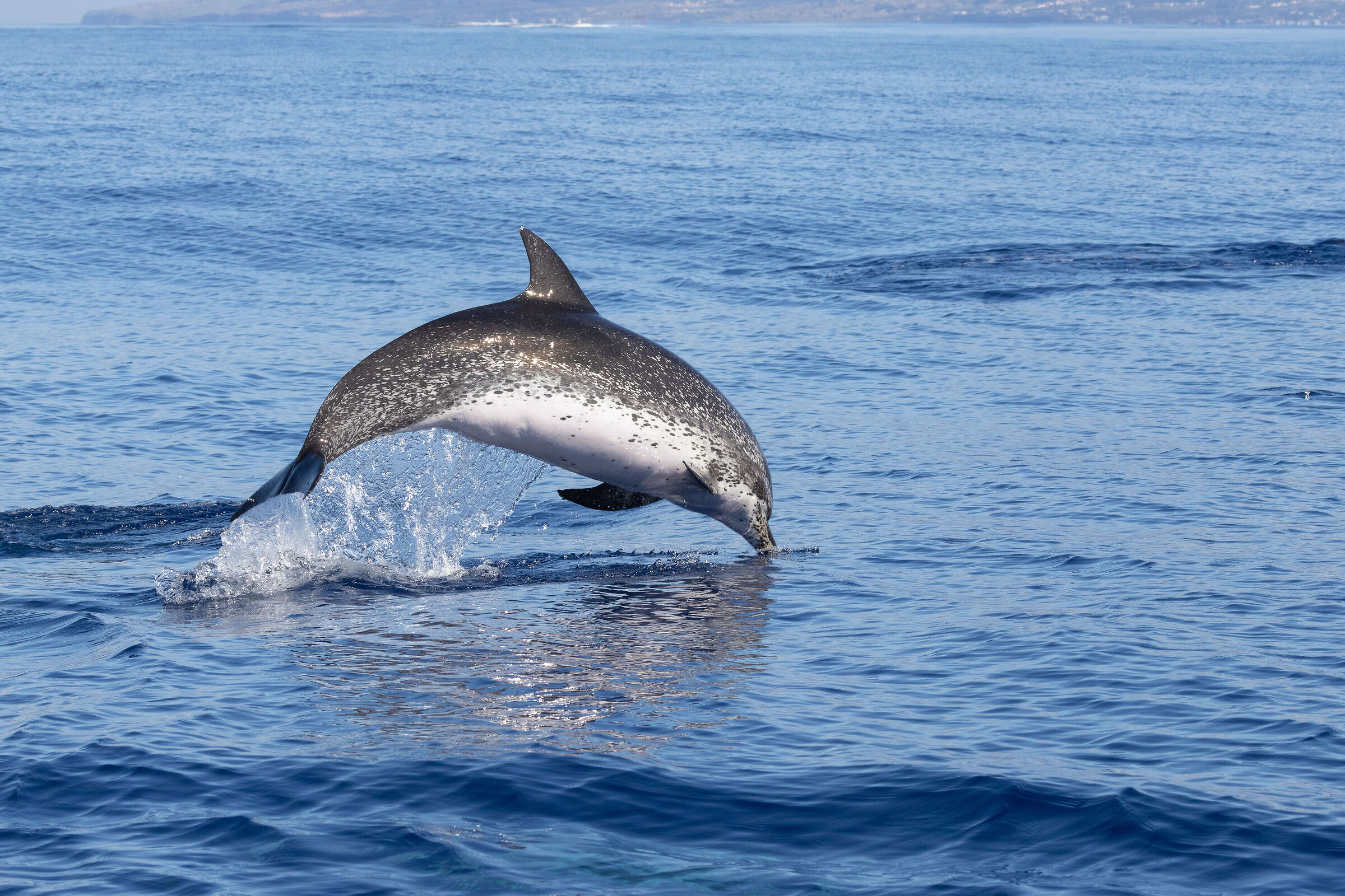 Atlantic spotted dolphin