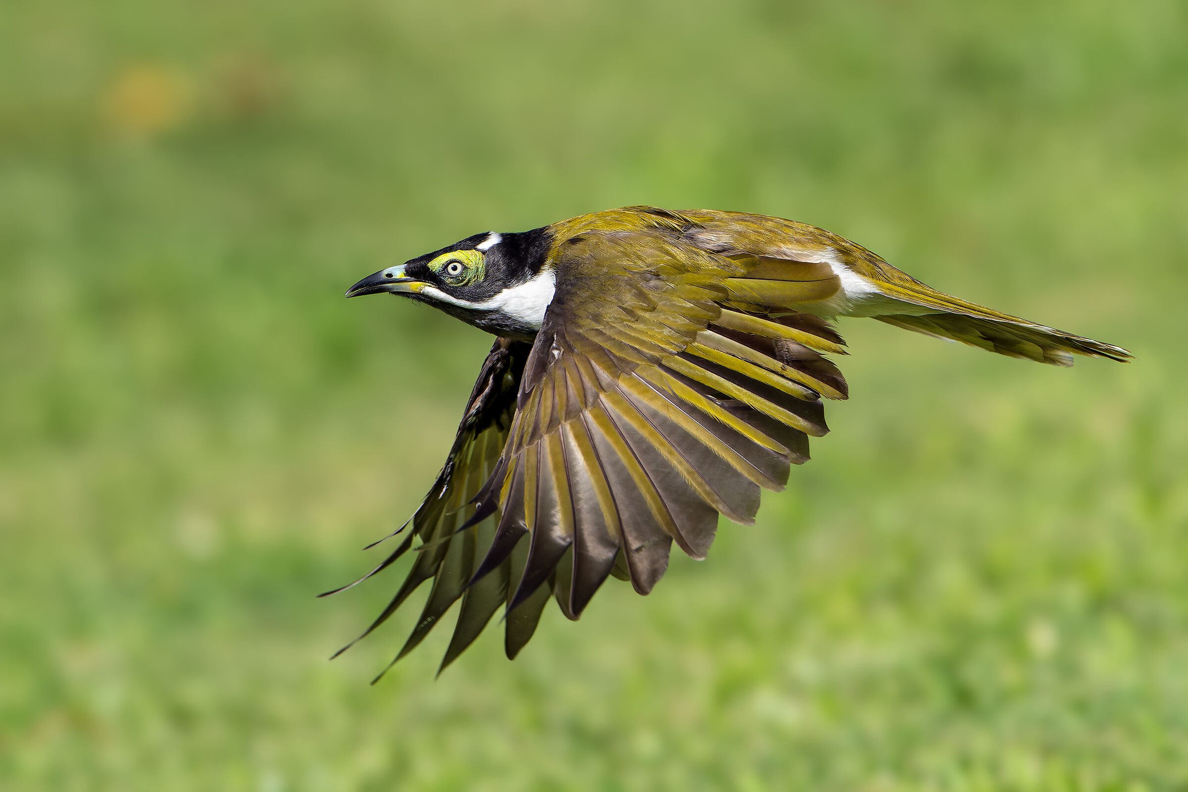 Succiamele guanceblu - Australia orientale