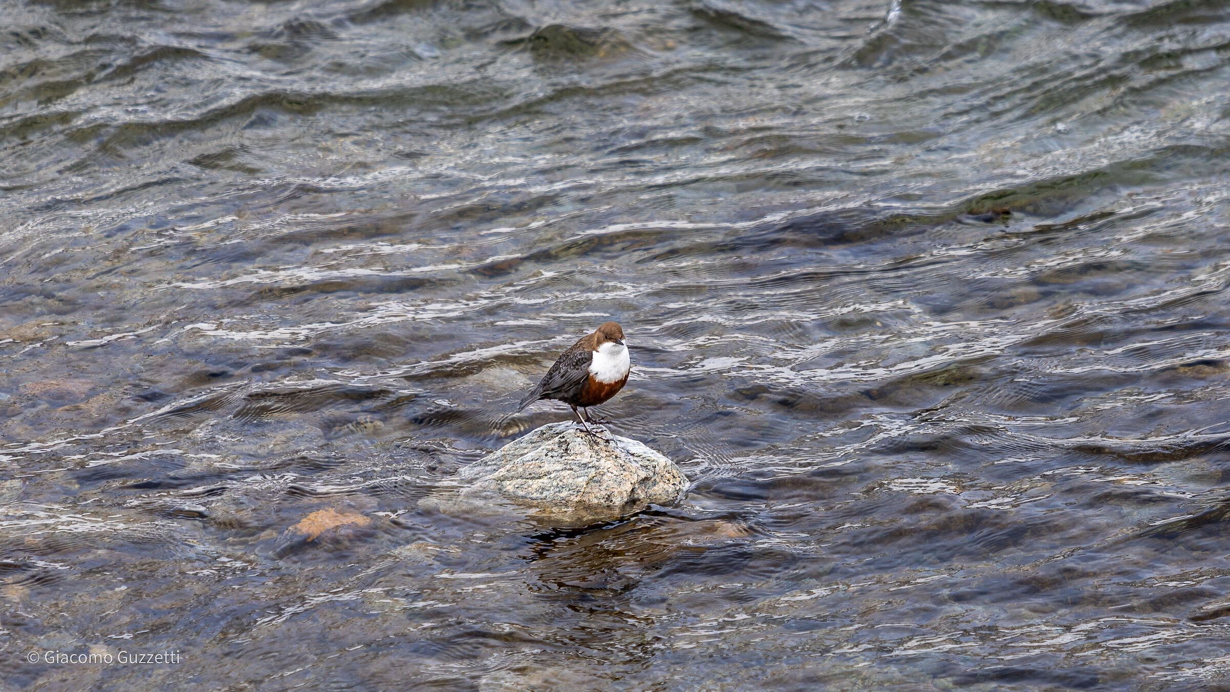 The King of the Rock - Blackbird Dipper