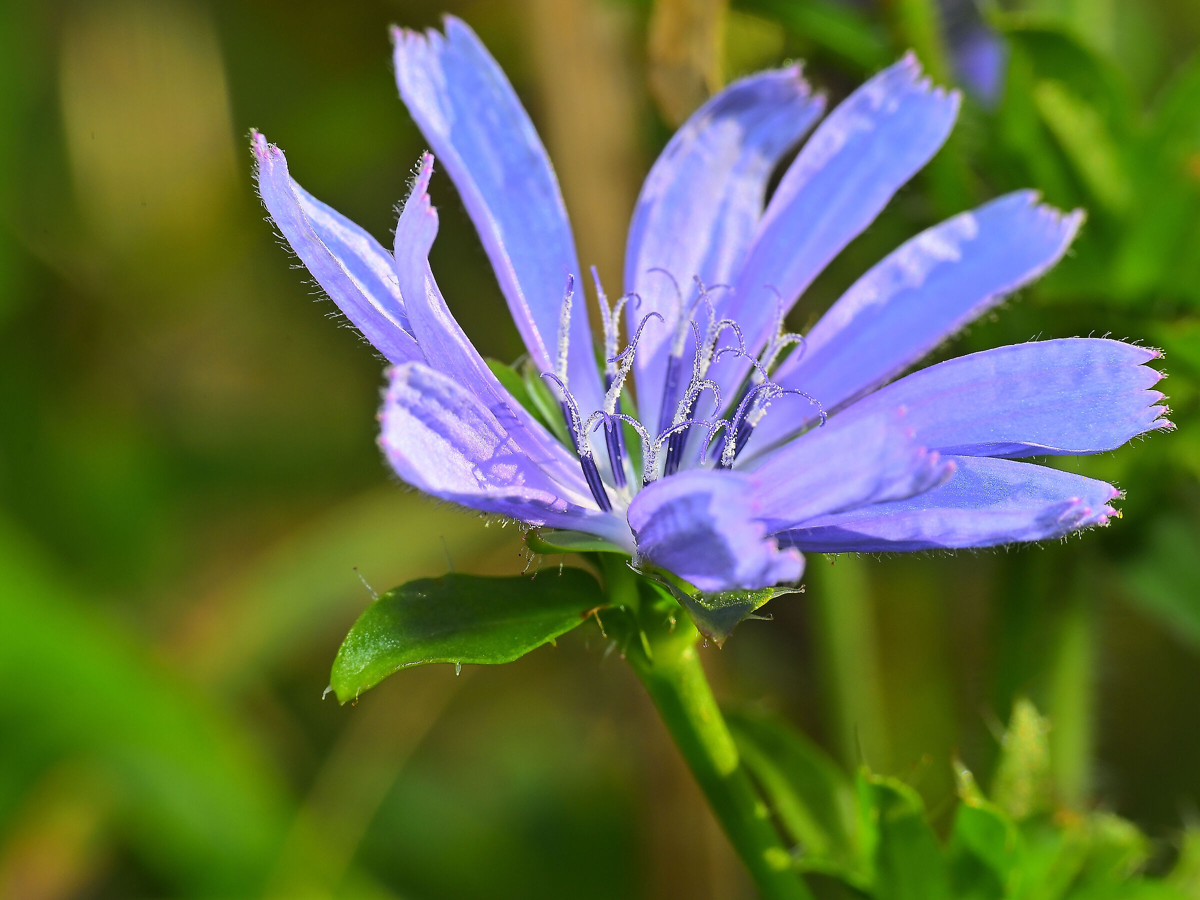 Cichorium intybus