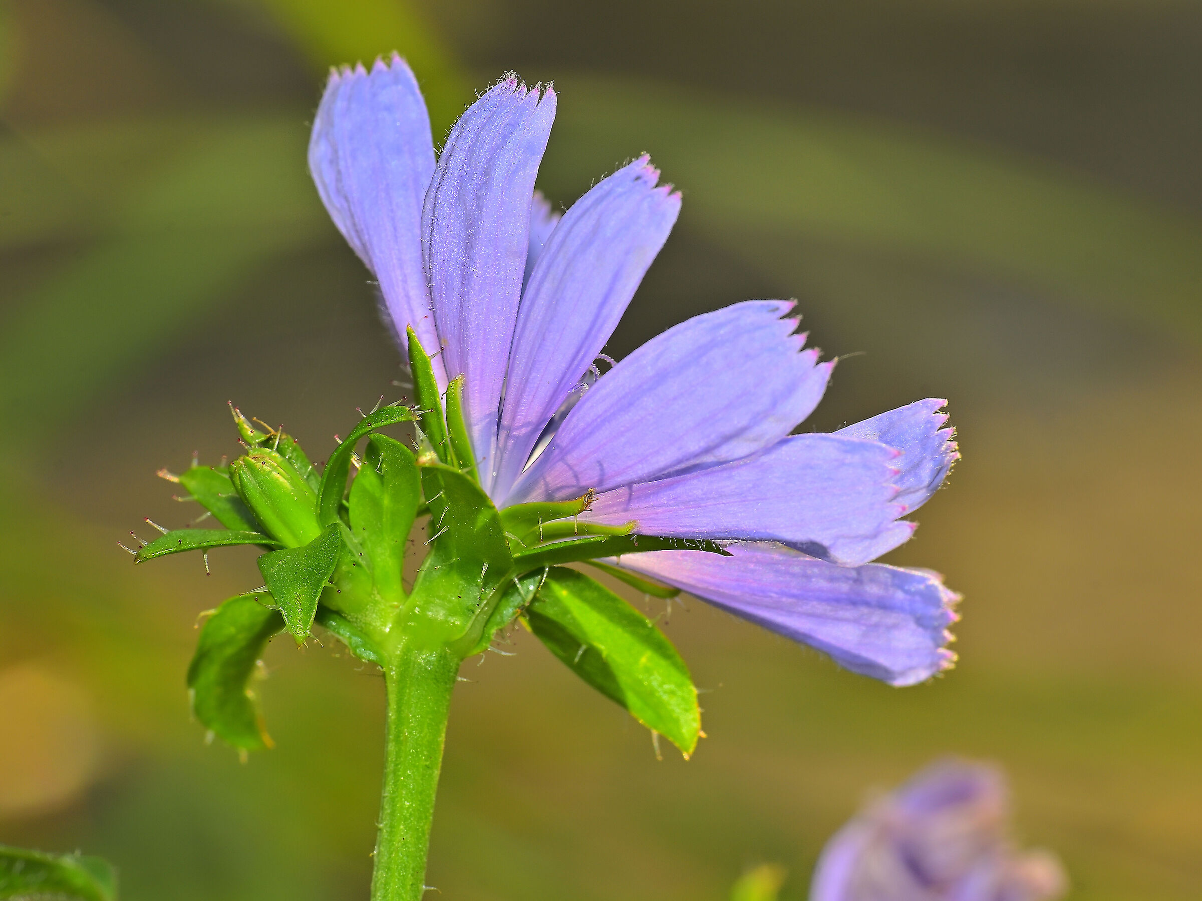 Cichorium intybus