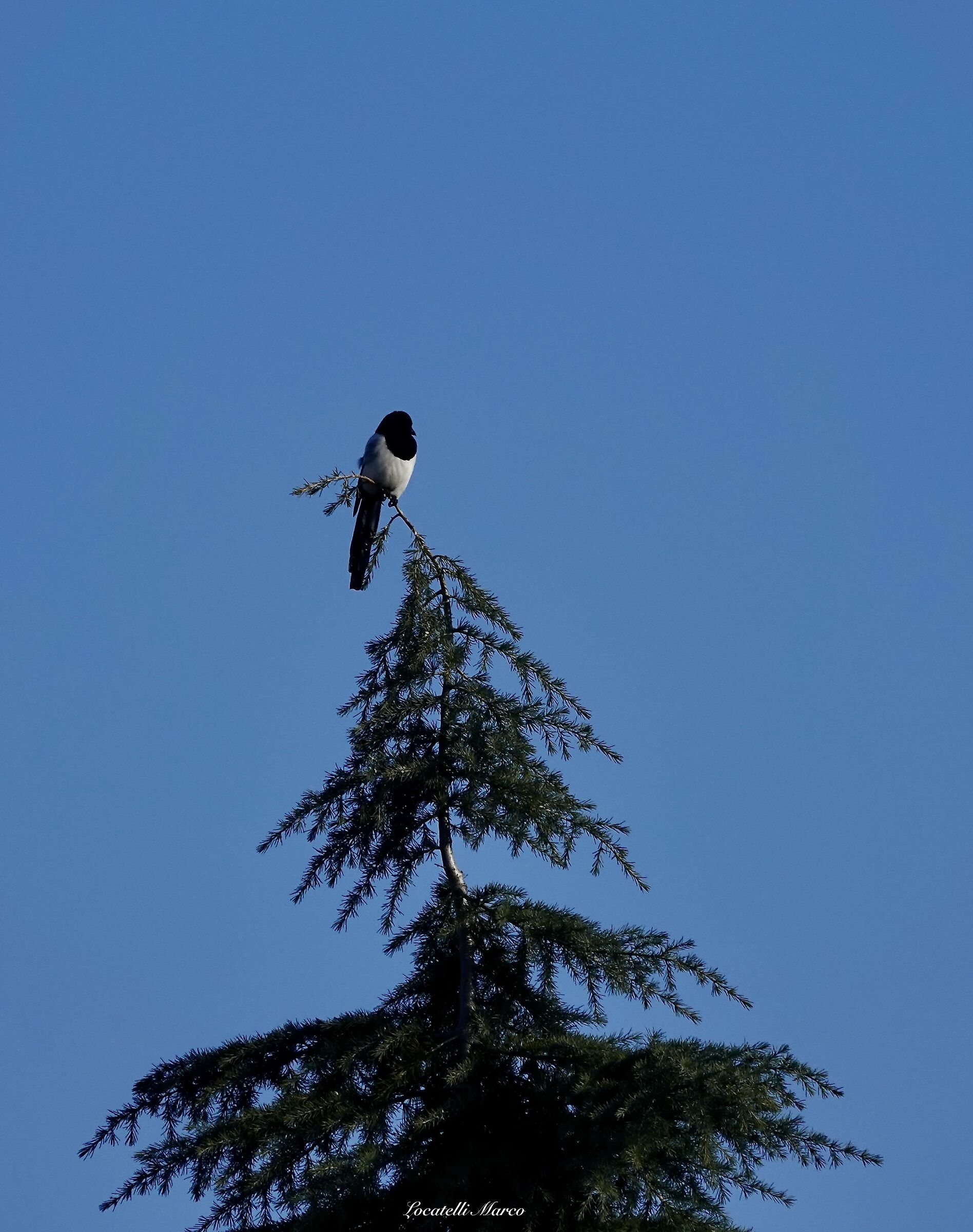 Magpie