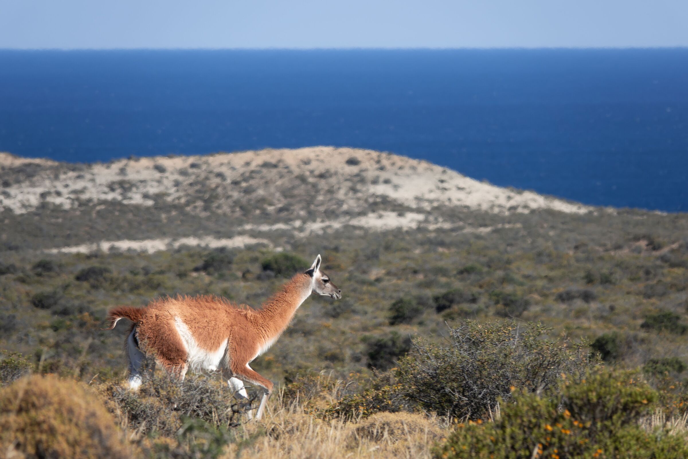 guanaco