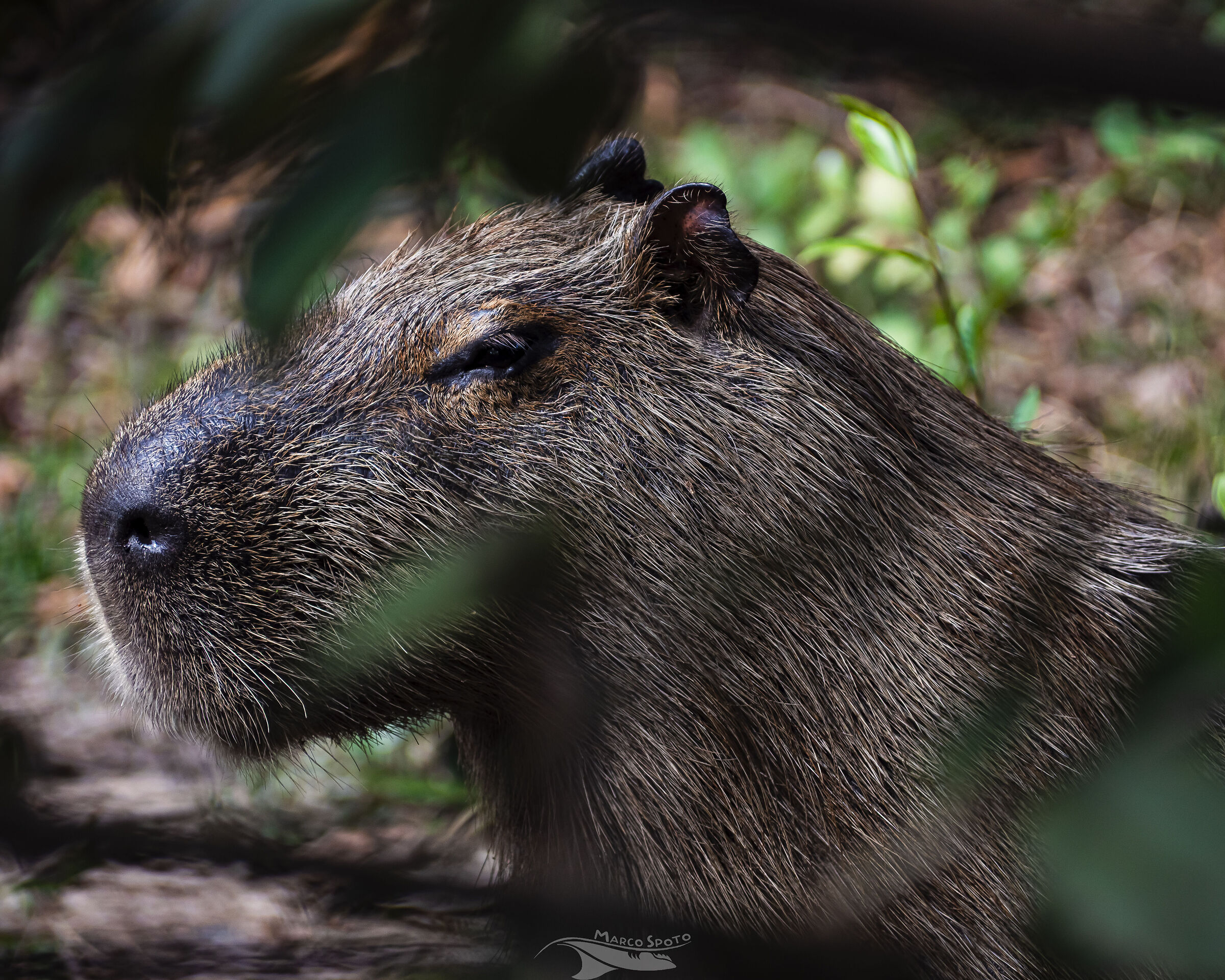 Capibara
