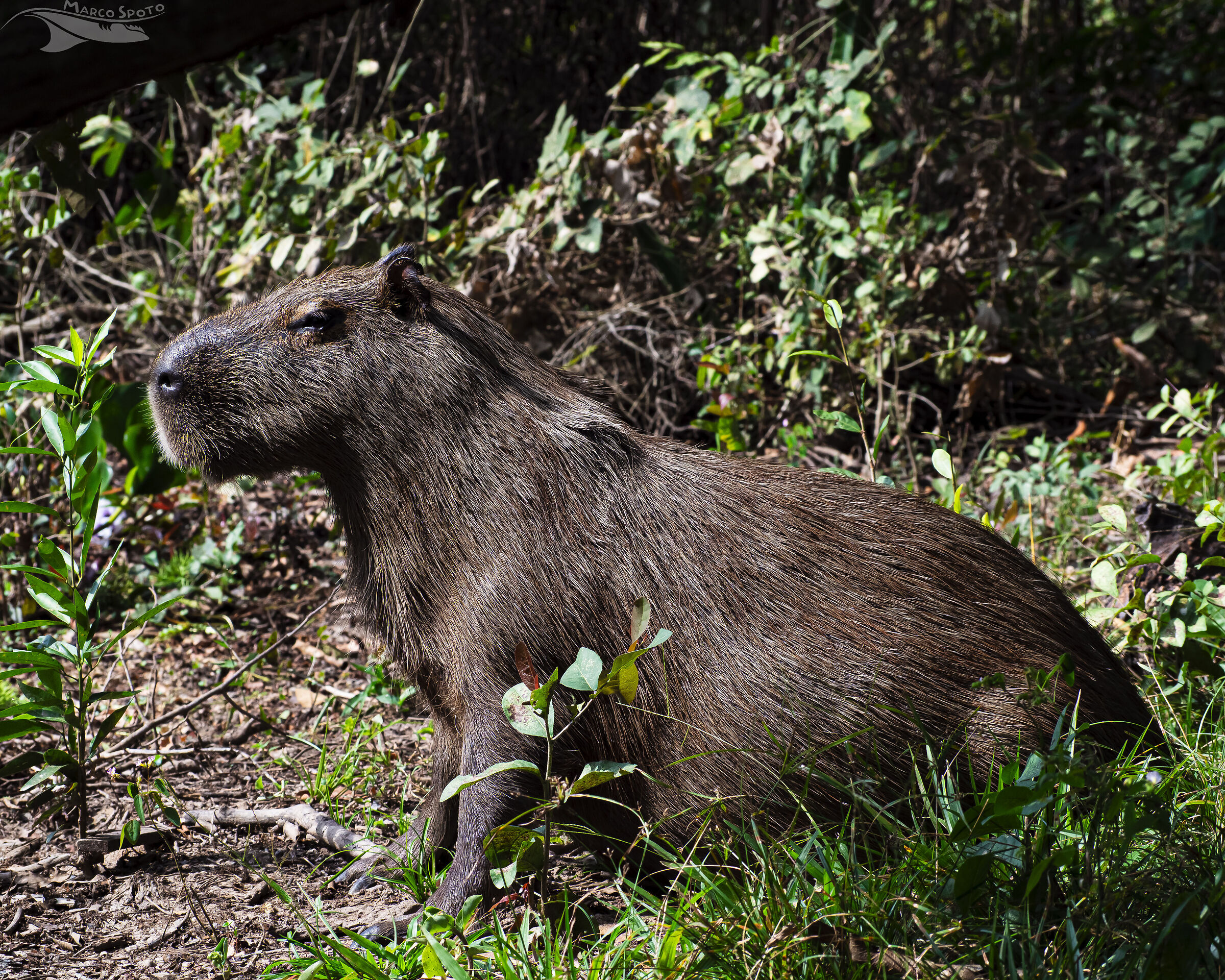 Capibara