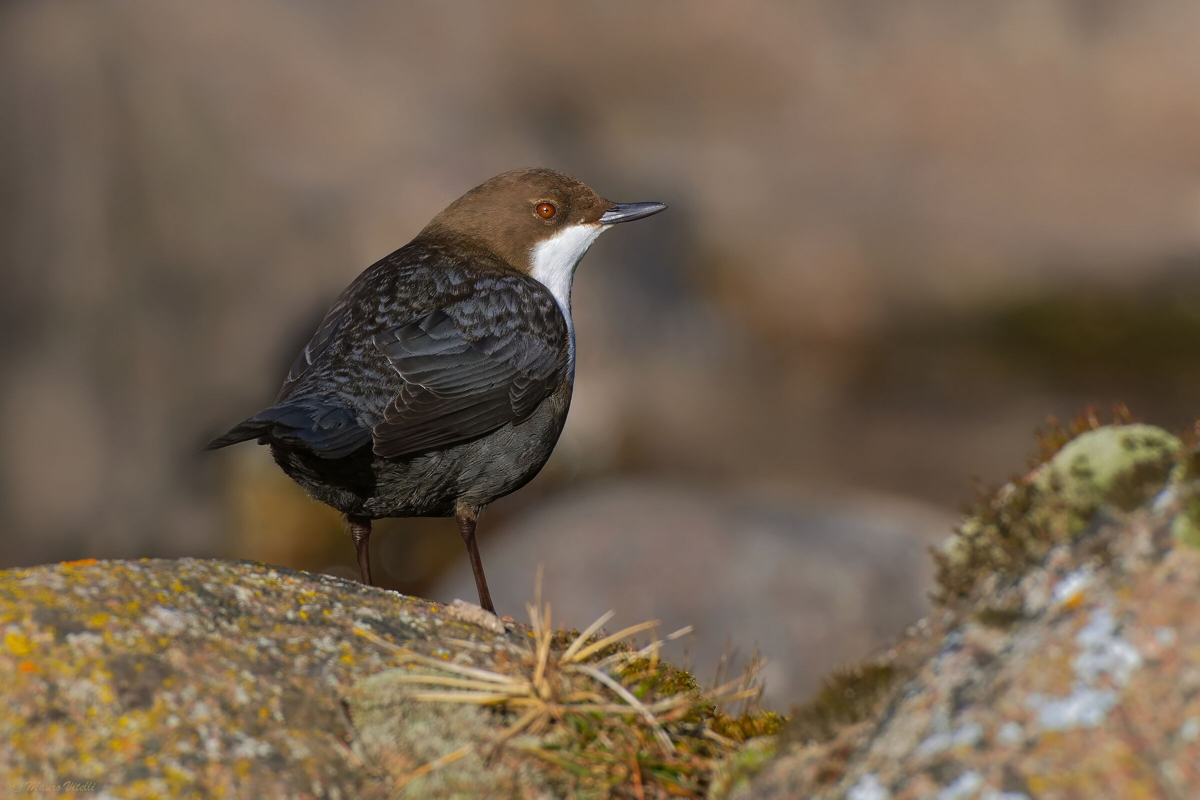Dipper (Cinclus cinclus)