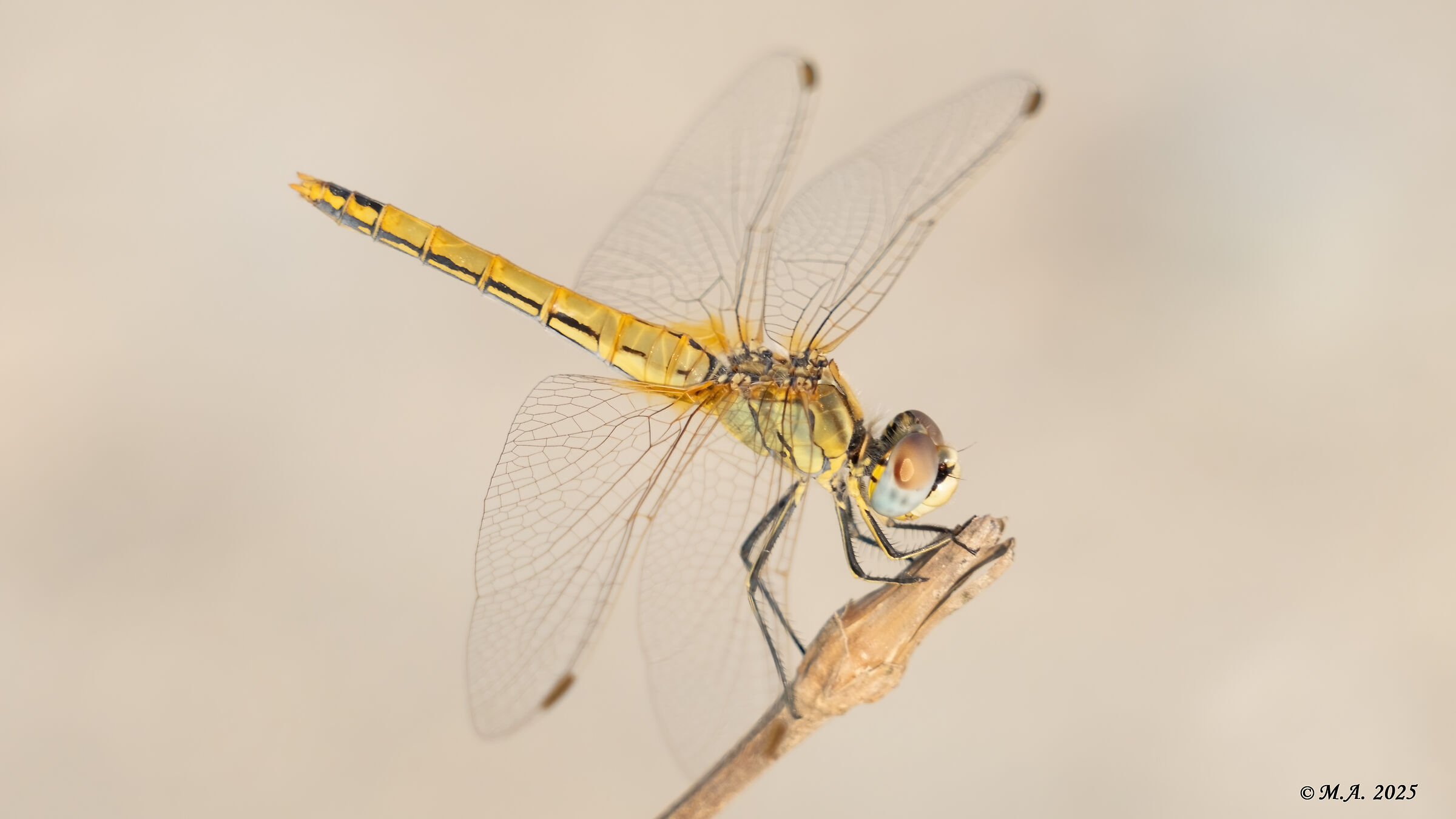 Sympetrum fonscolombii femmina